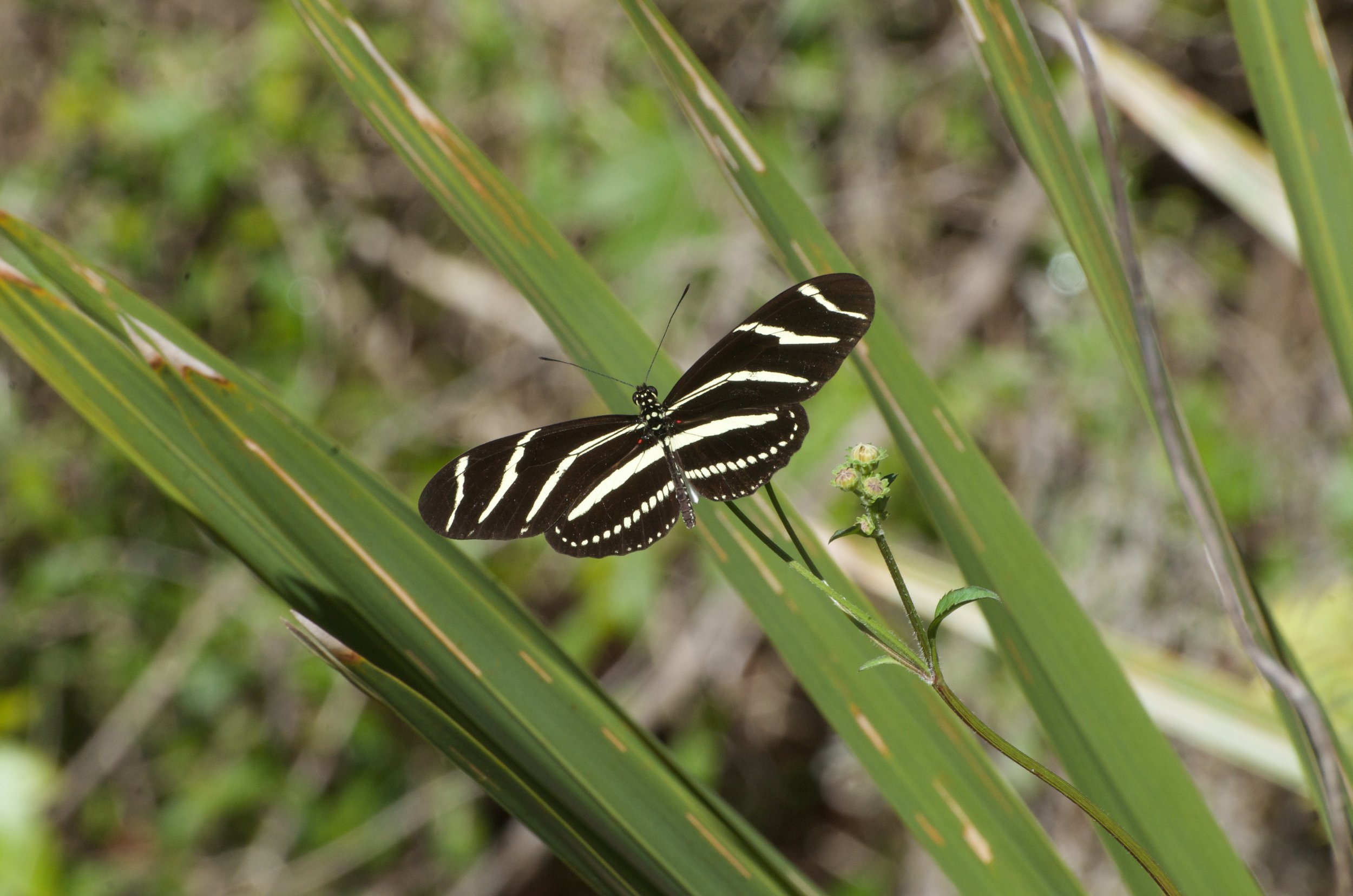 Zebra longwing, Sanibel FL, 21 December 2020