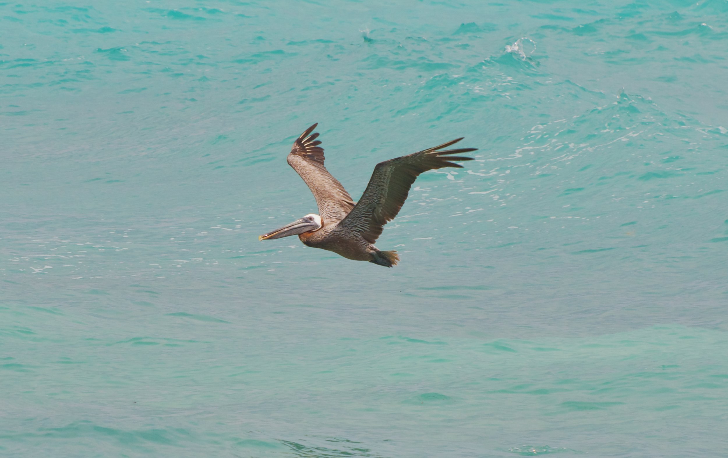 Brown pelican, Vieques PR