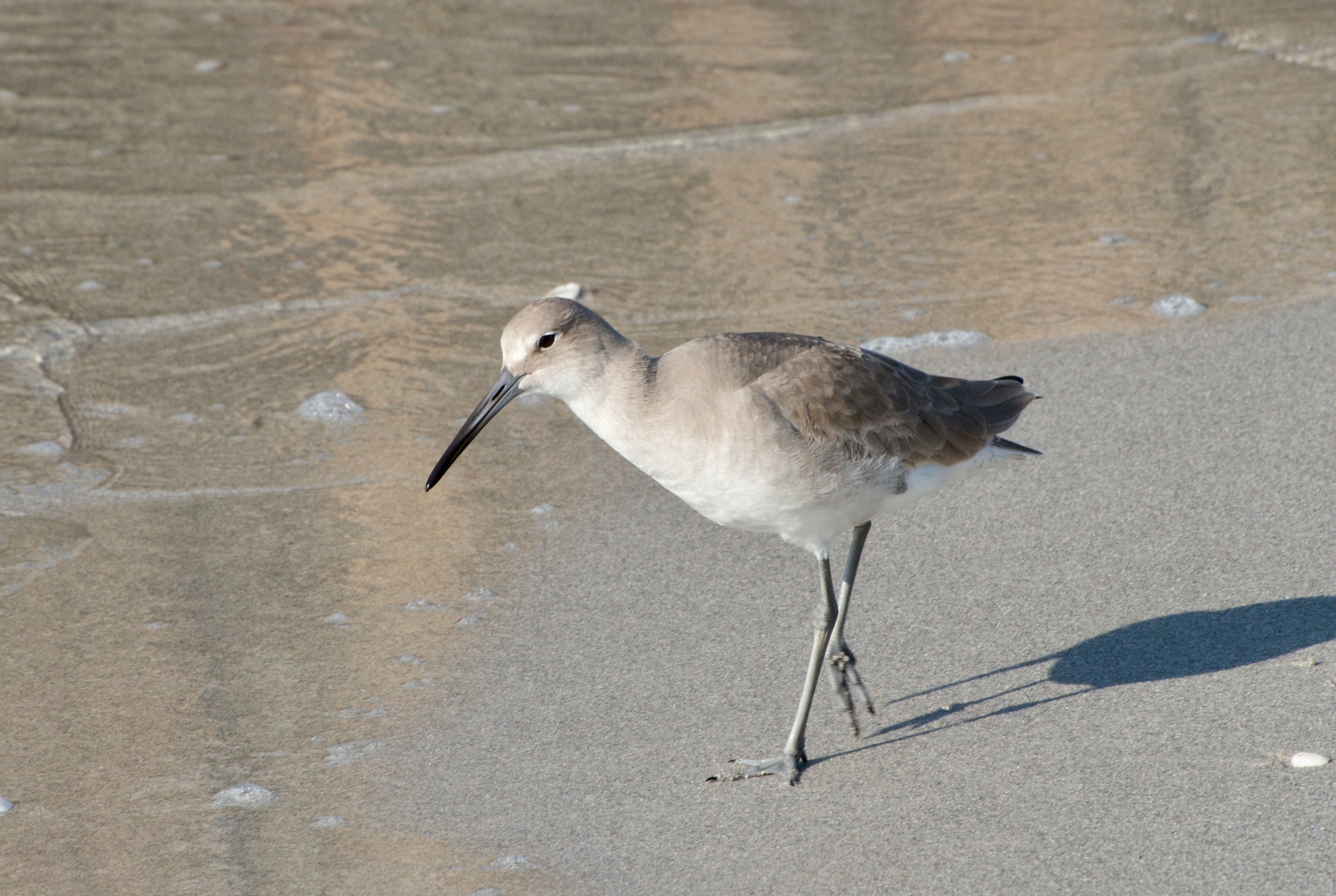 Willet, Sanibel FL, 20 December 2022