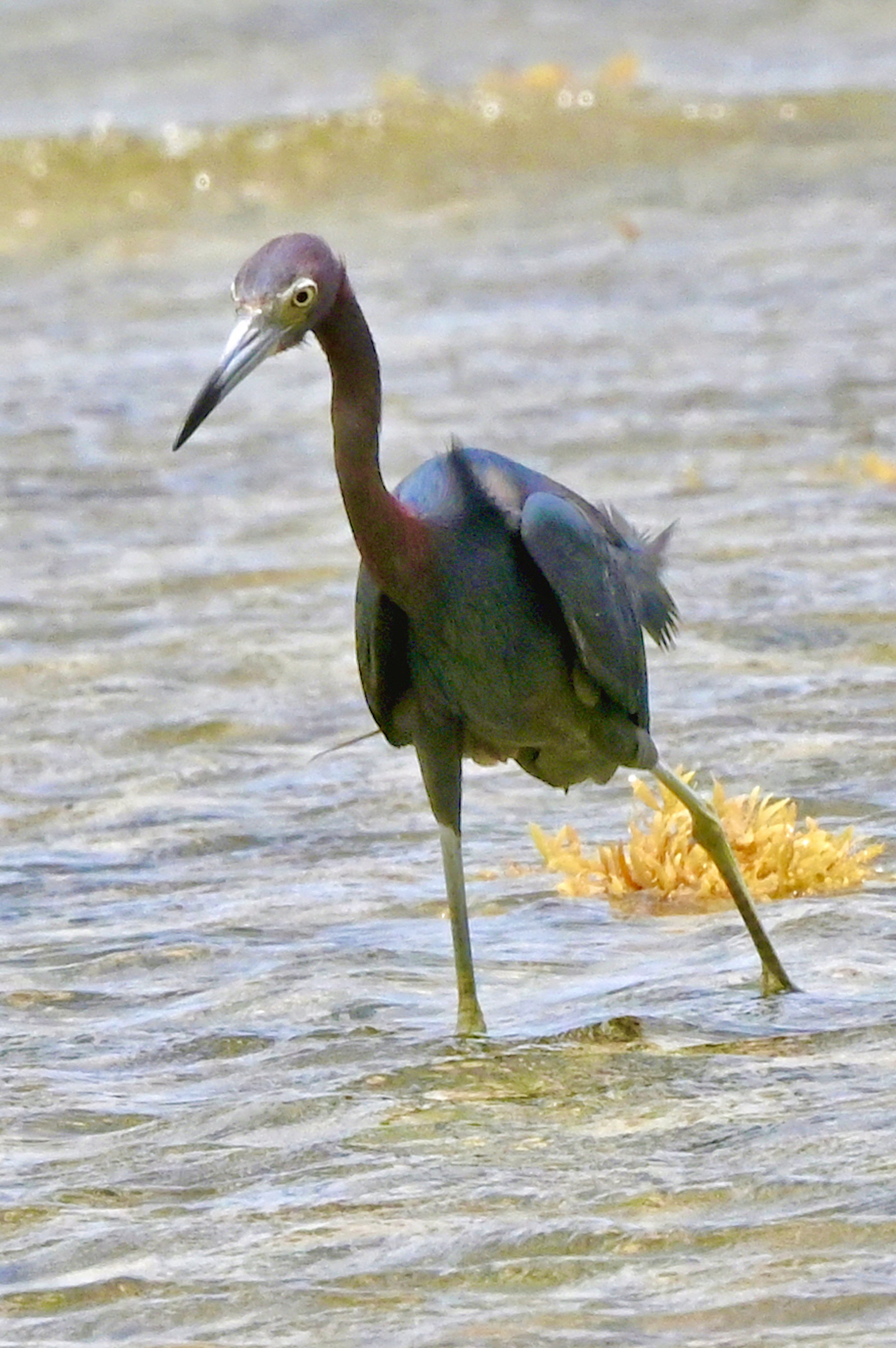 Little blue heron, St. John, 2022
