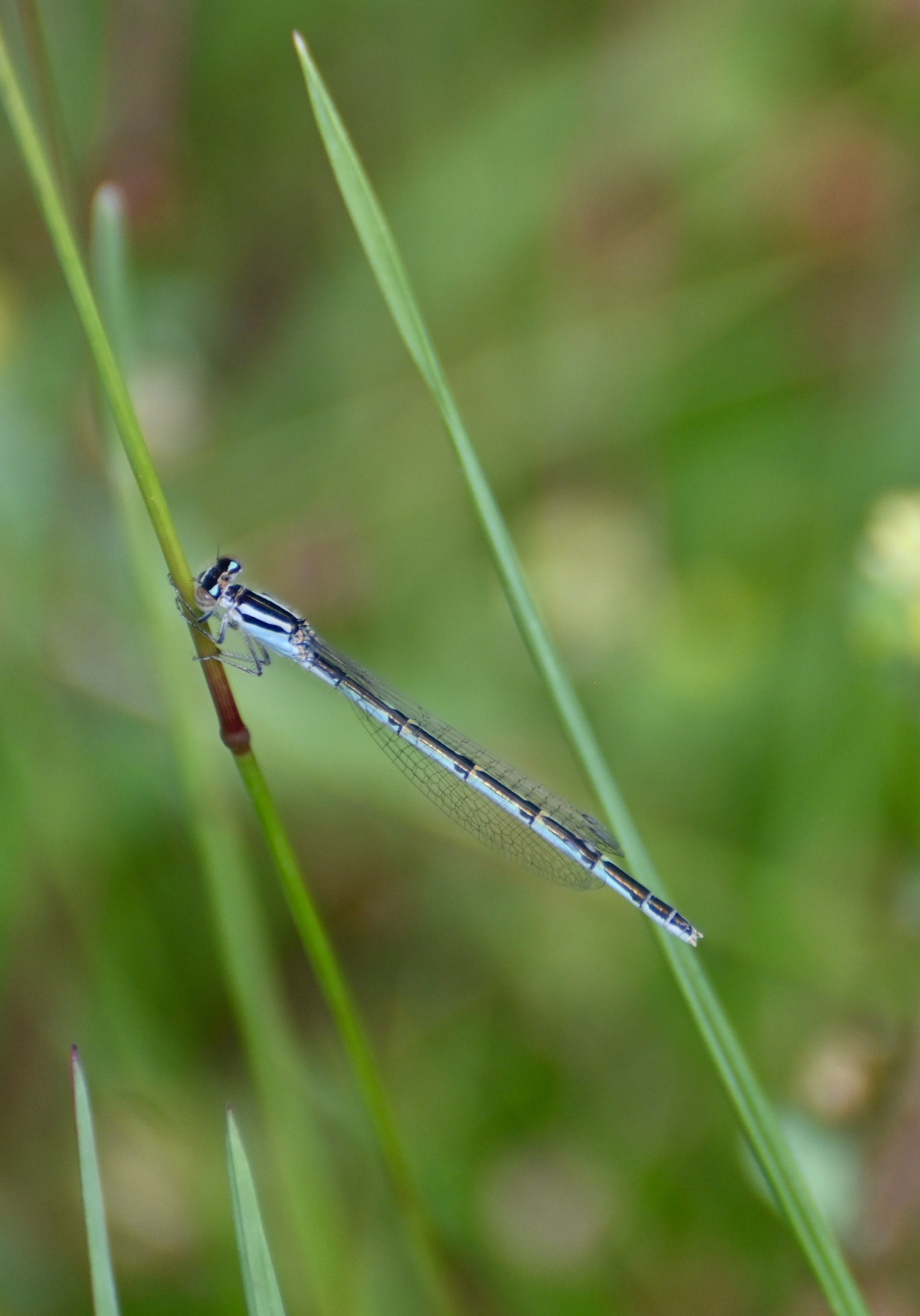 Bluet