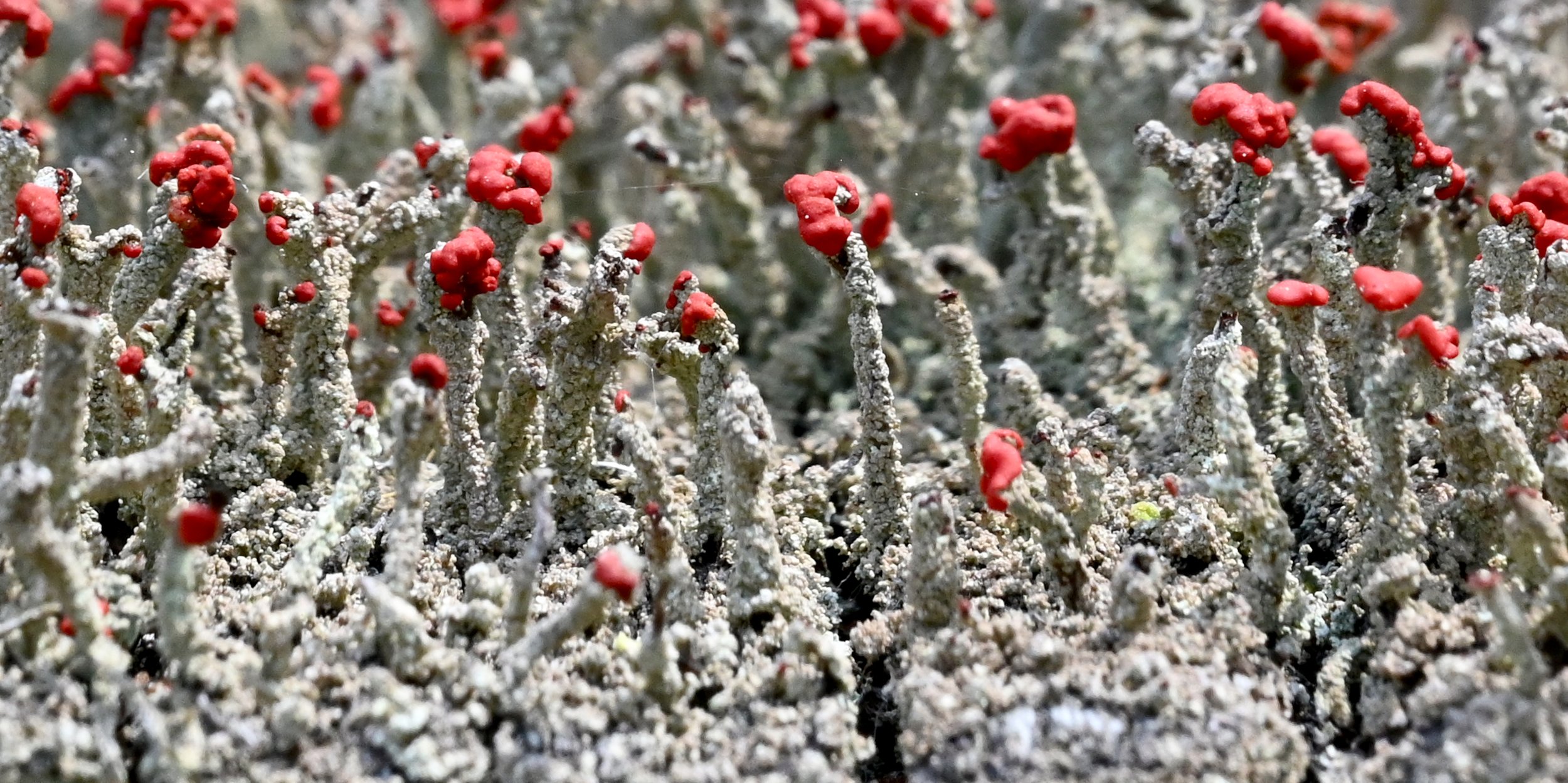 British Soldier Lichen