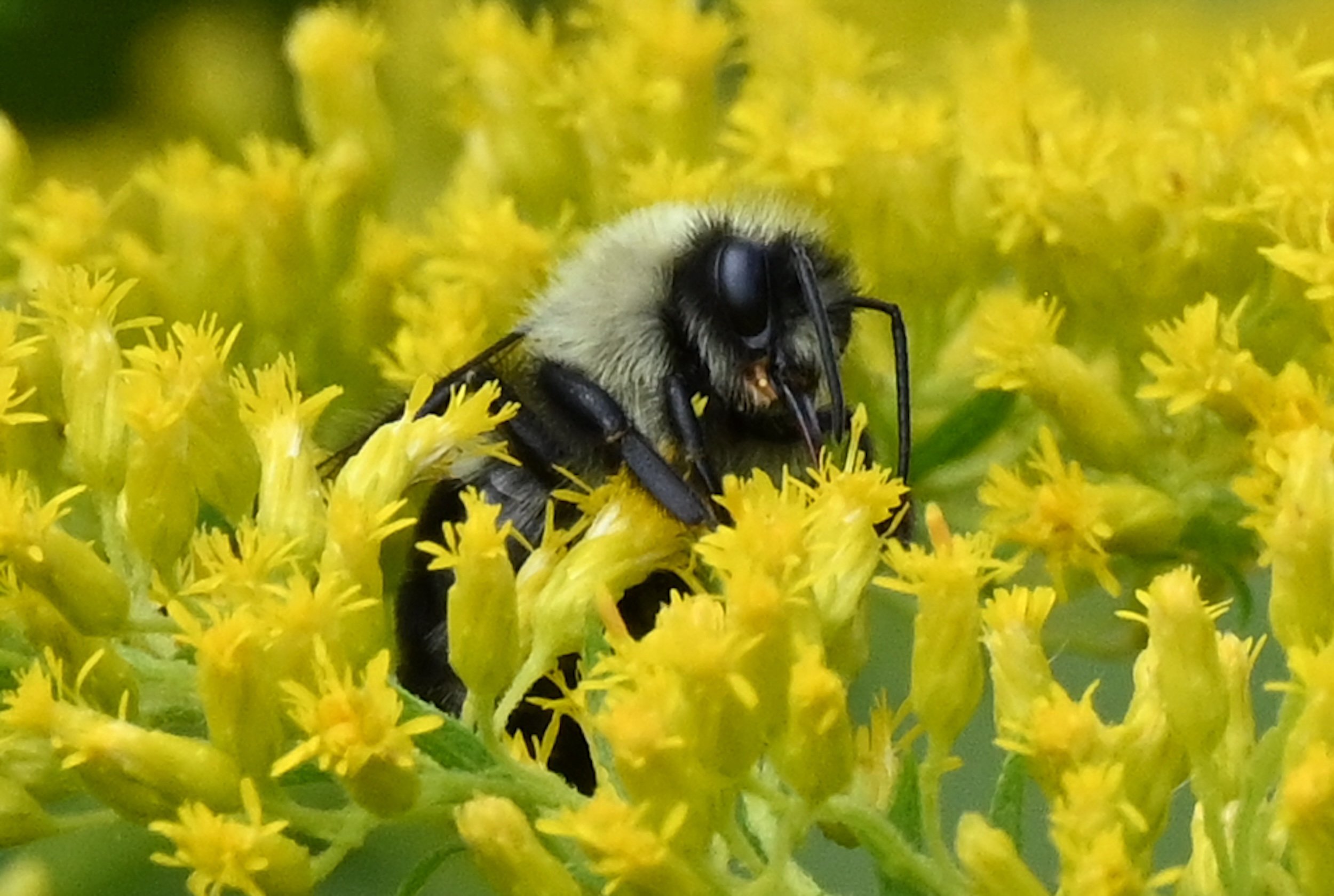 Bumblebee