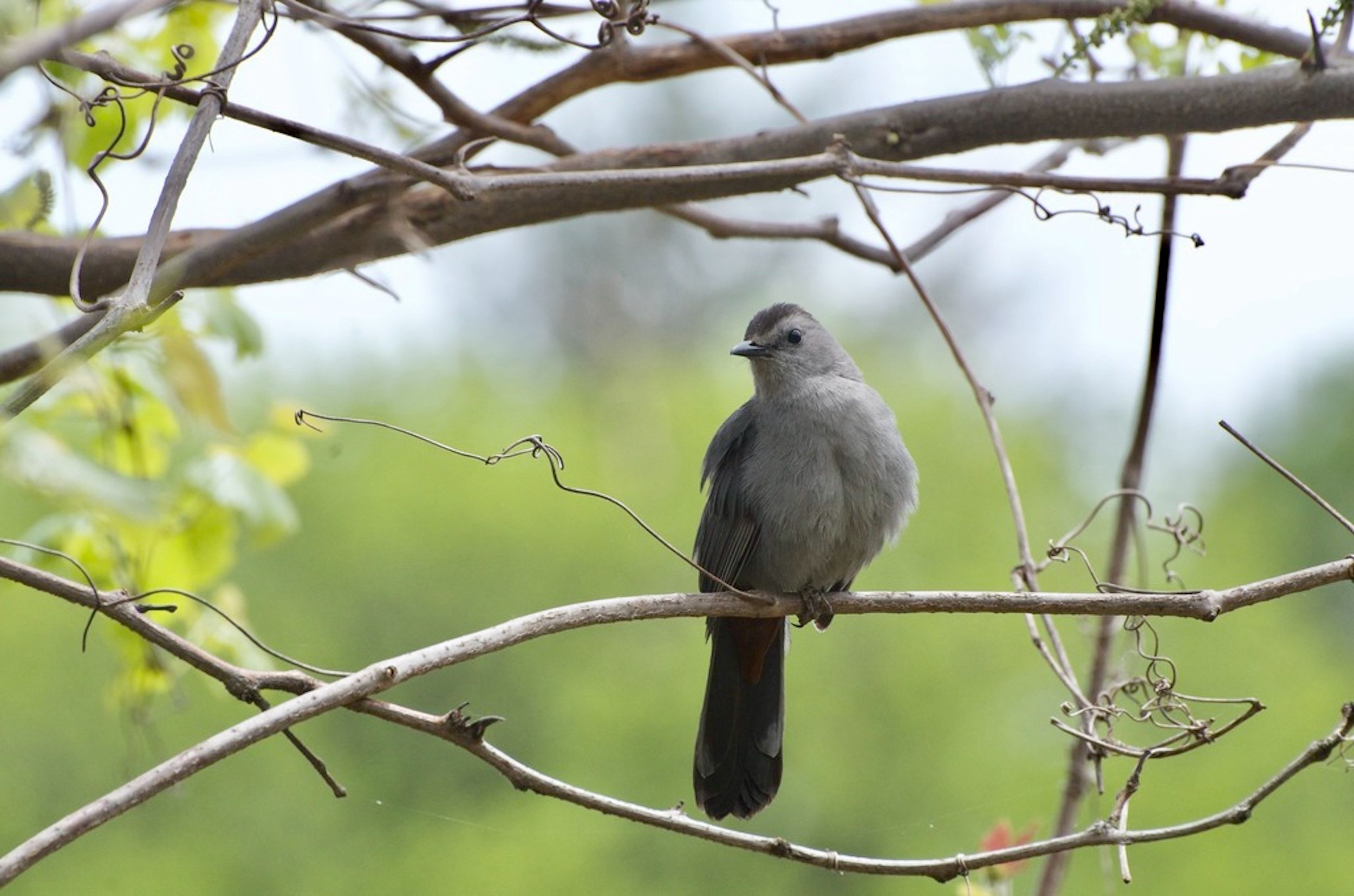 Gray Catbird