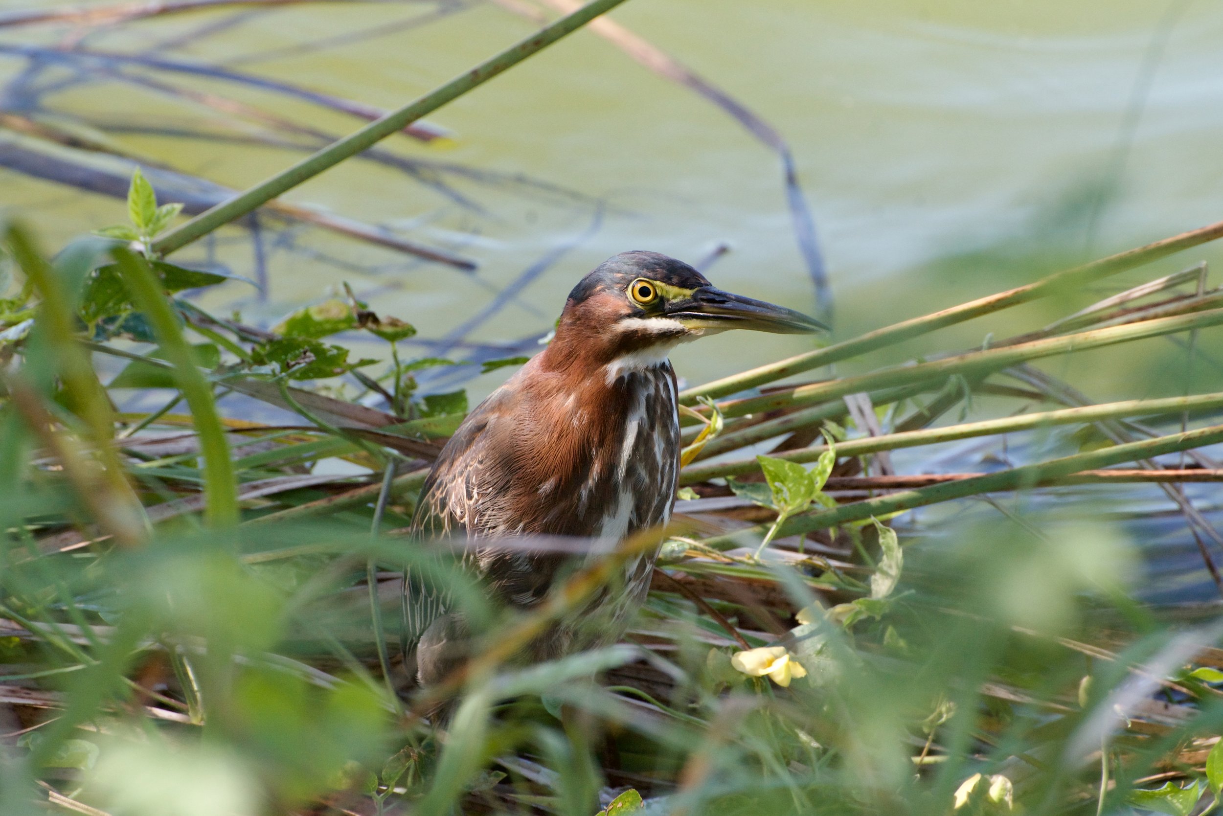 Green Heron