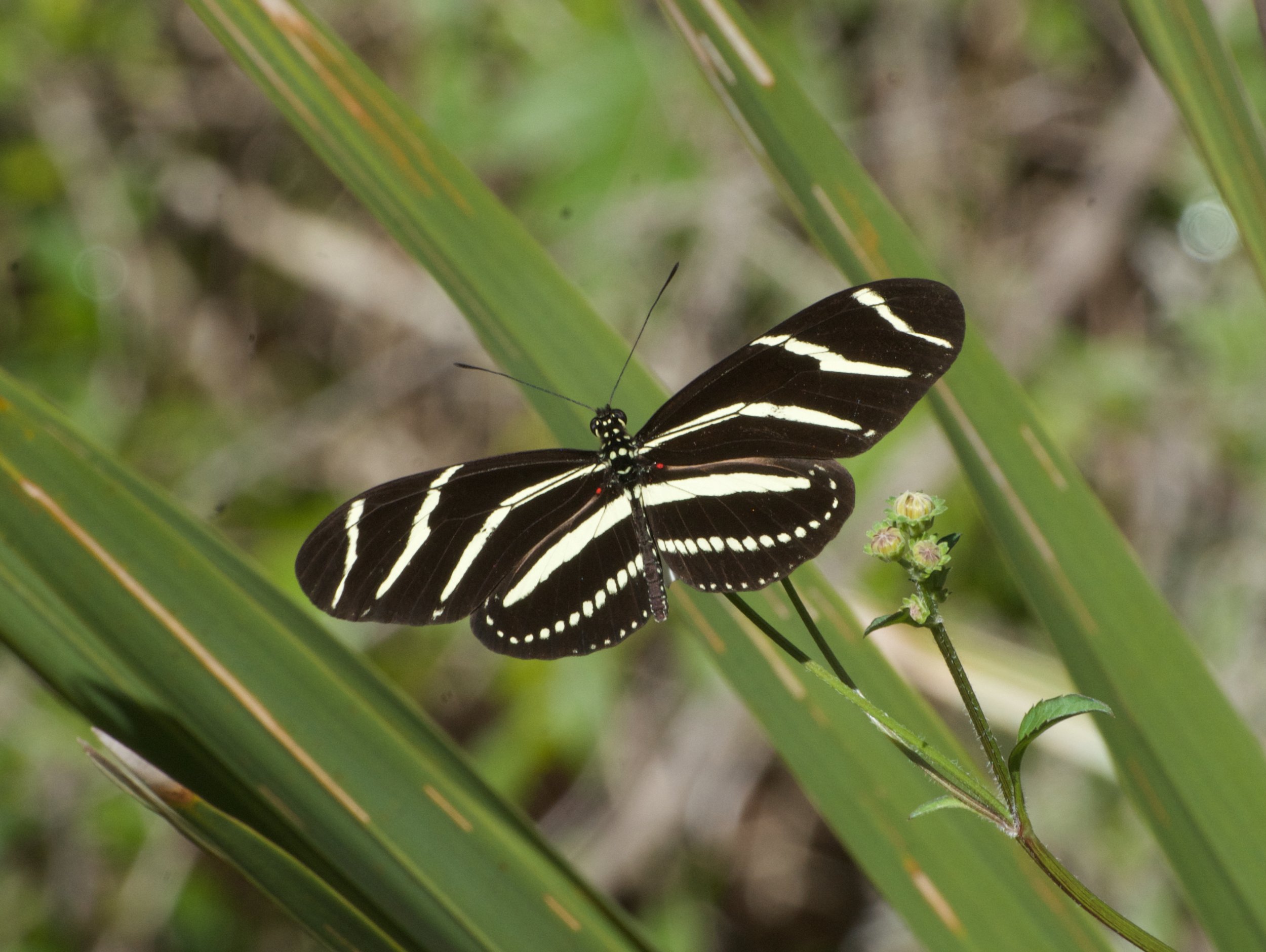 Zebra Longwing