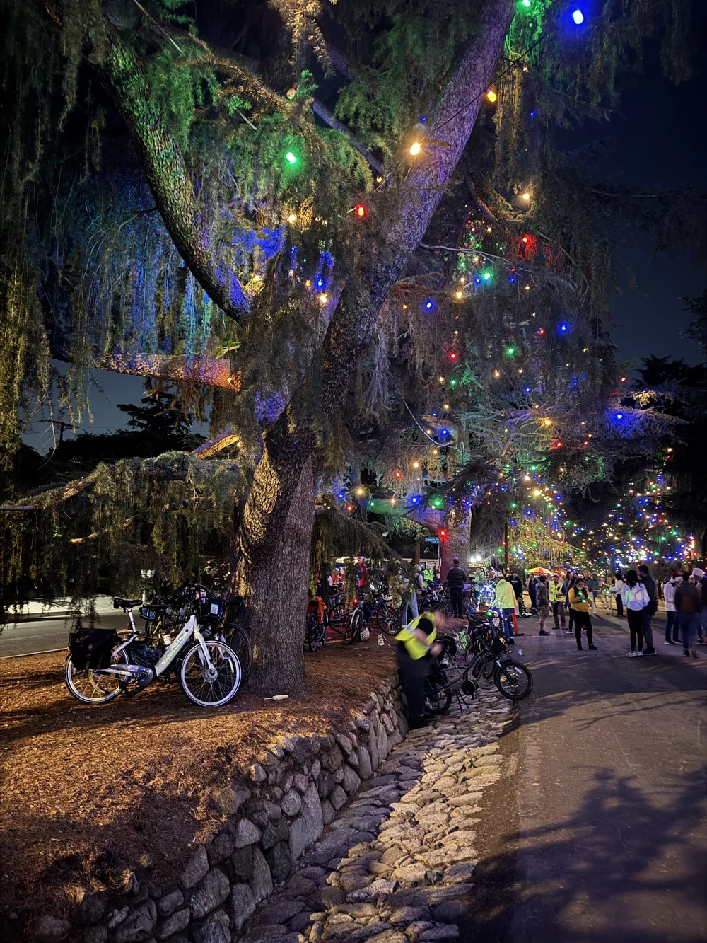Bikes under the tree