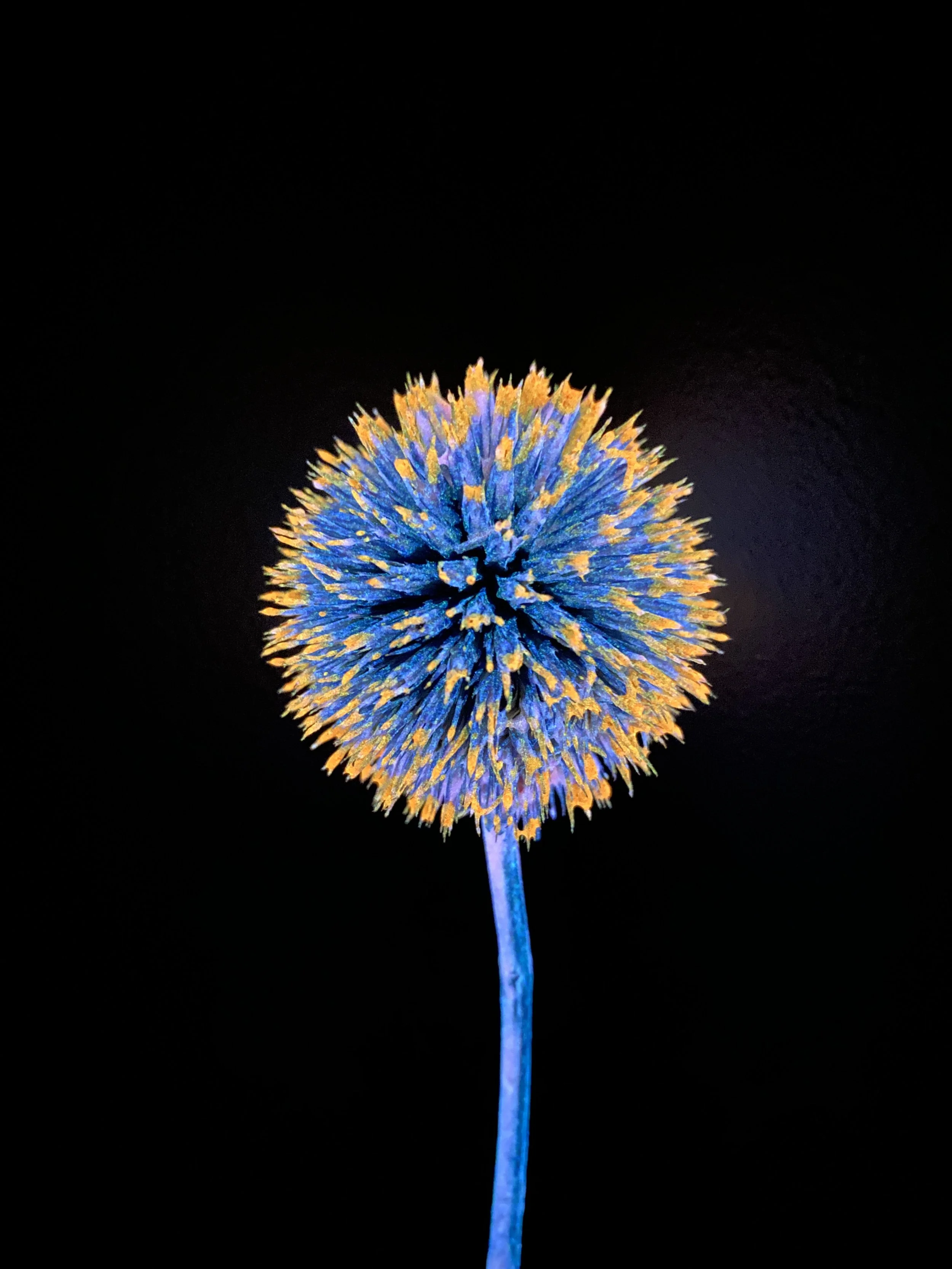 Moonbeam Flora Cyberpunk and Orange Globe Thistle