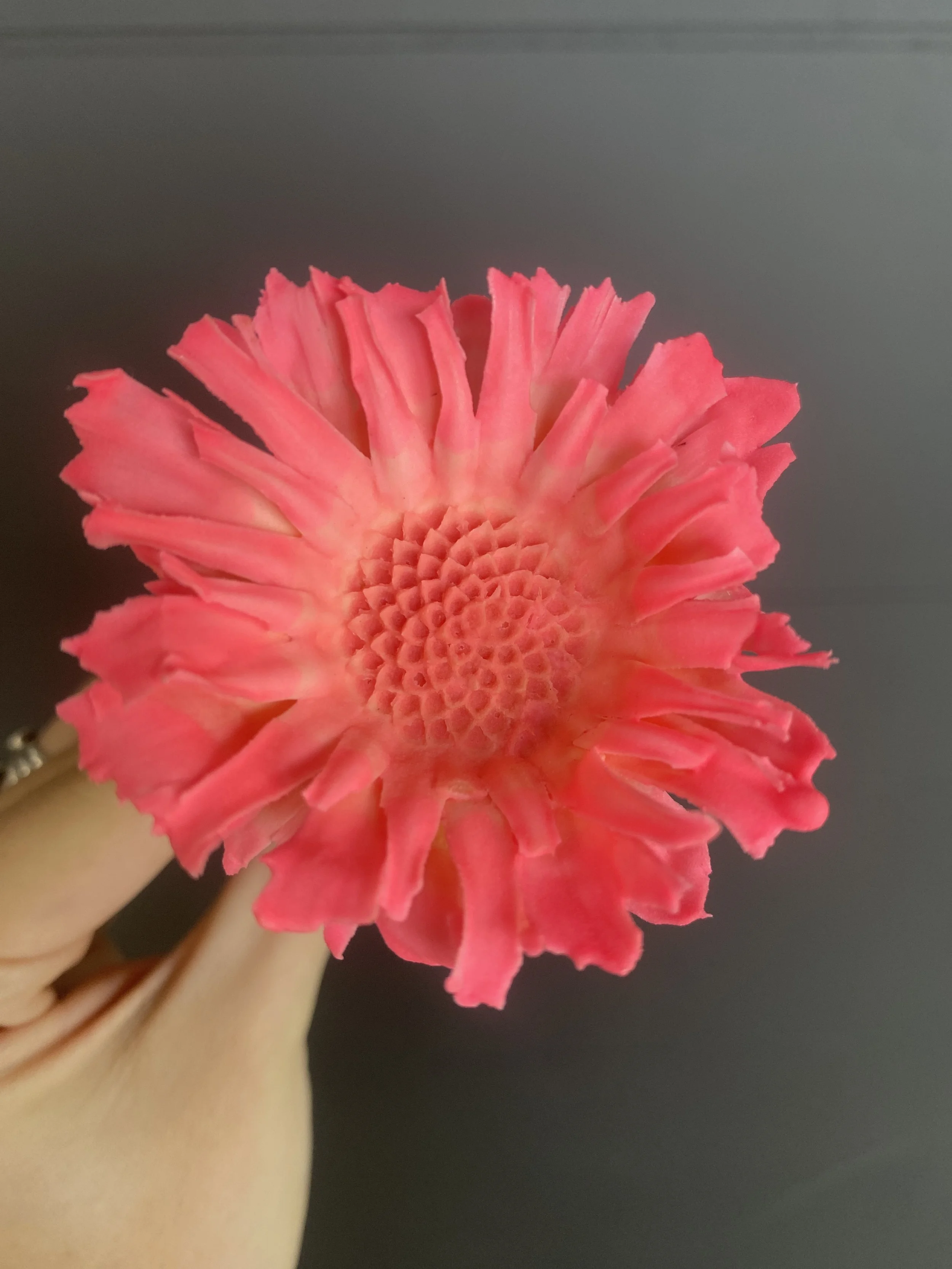 Moonbeam Flora Cotton Candy Blue Protea with Pink Rims