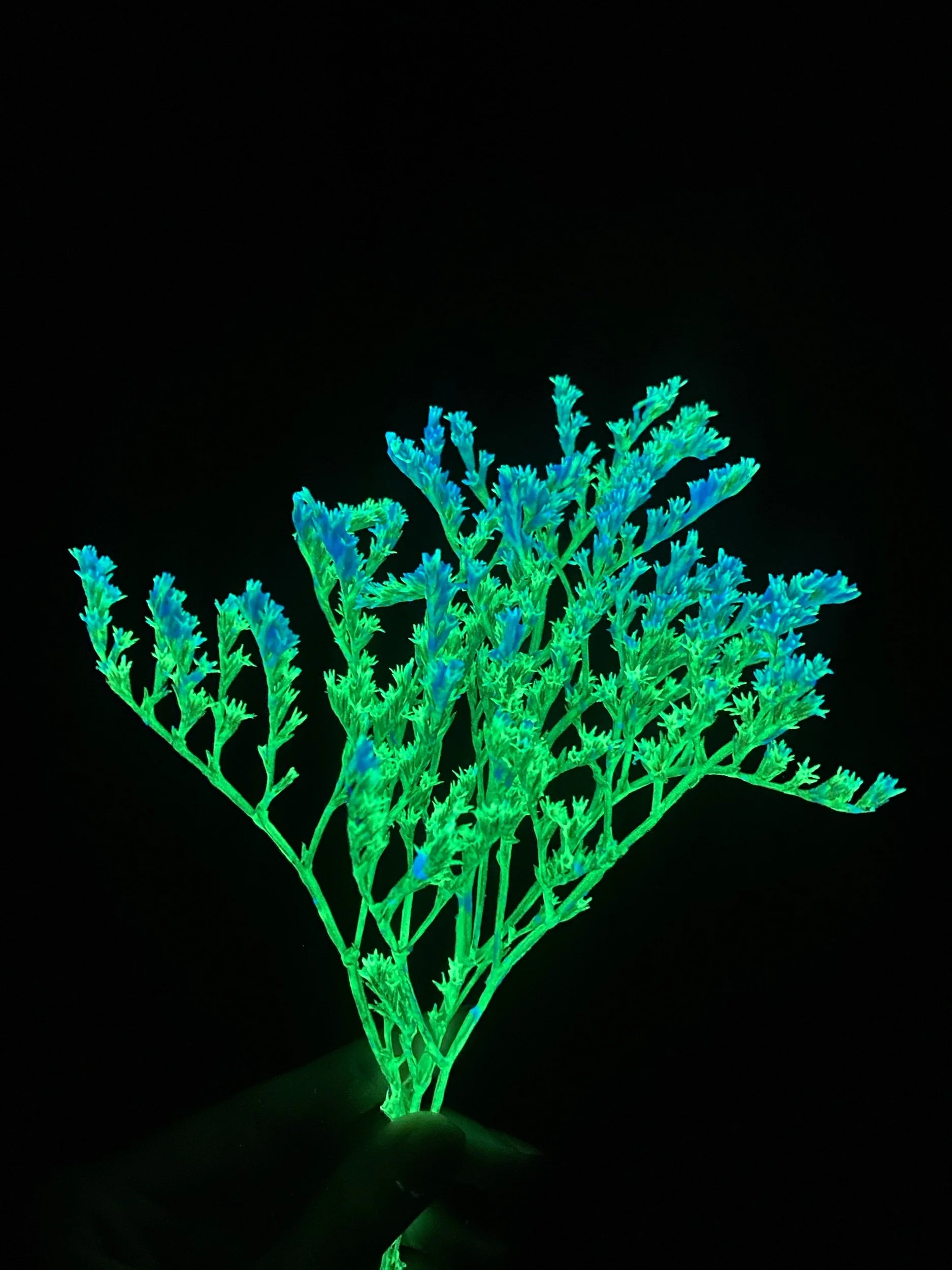 1C2520E0-D4DA-461C-9C6B-4B9138A40F29.jpeg