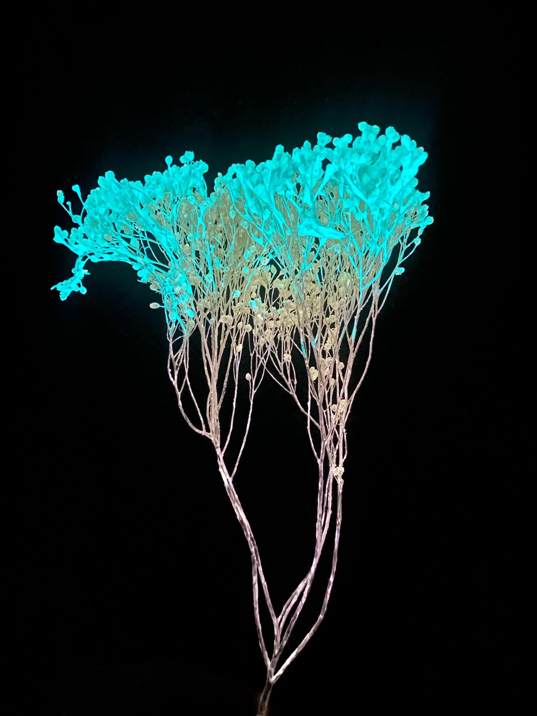 6AD1BCB3-0926-44B4-A7BC-69E2883CF60B.jpeg