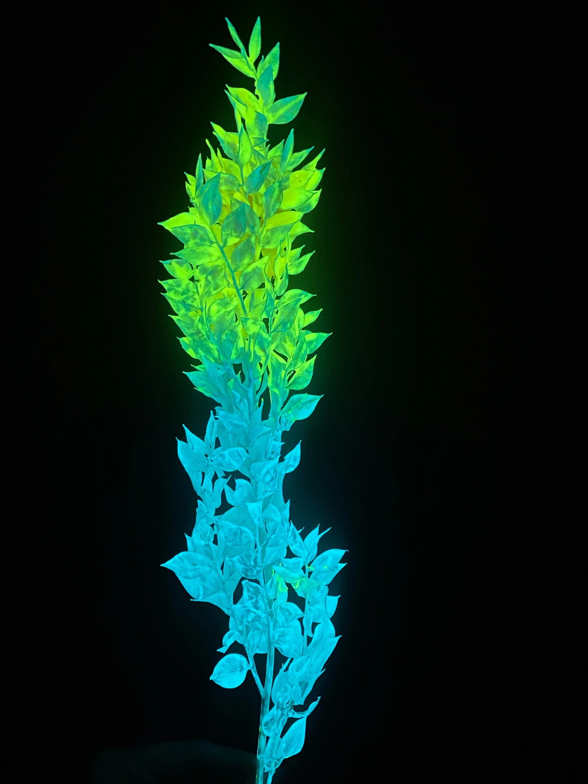 C715C662-1438-41DA-BDF7-CB2DE17B0241.jpeg