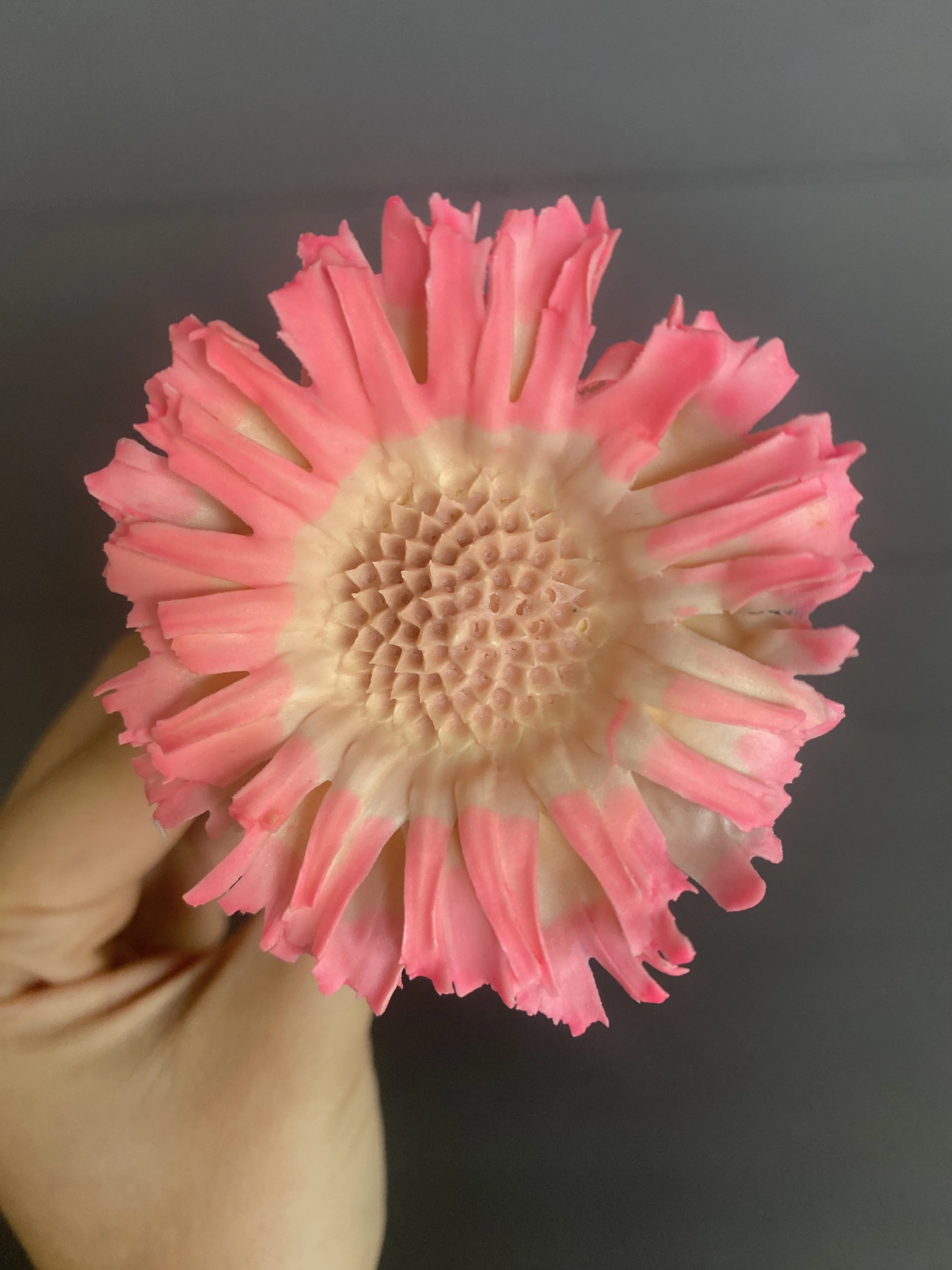 Moonbeam Flora Sakura Protea with Cotton Candy Cyberpunk Rims