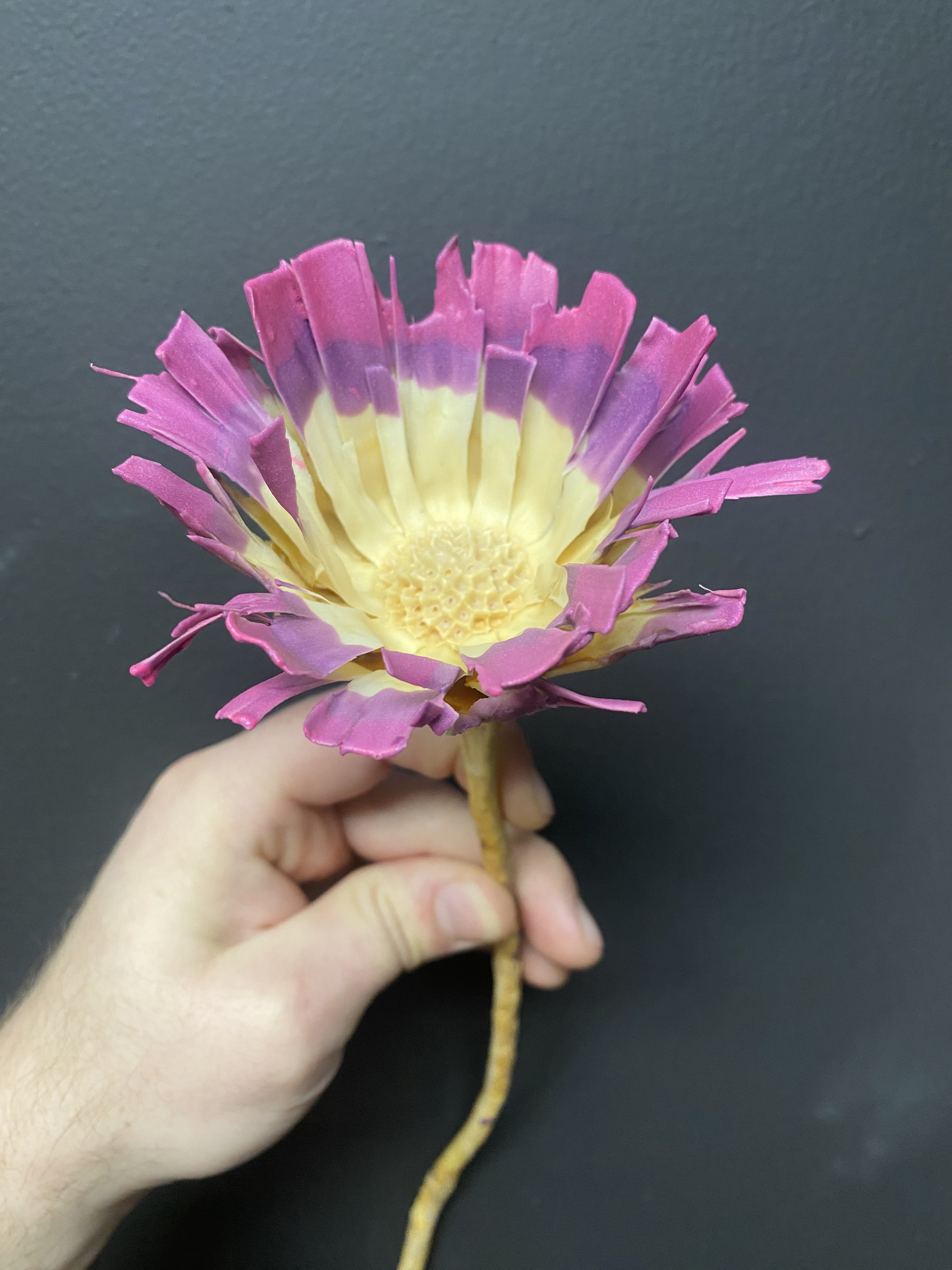 Moonbeam Flora fairytale protea