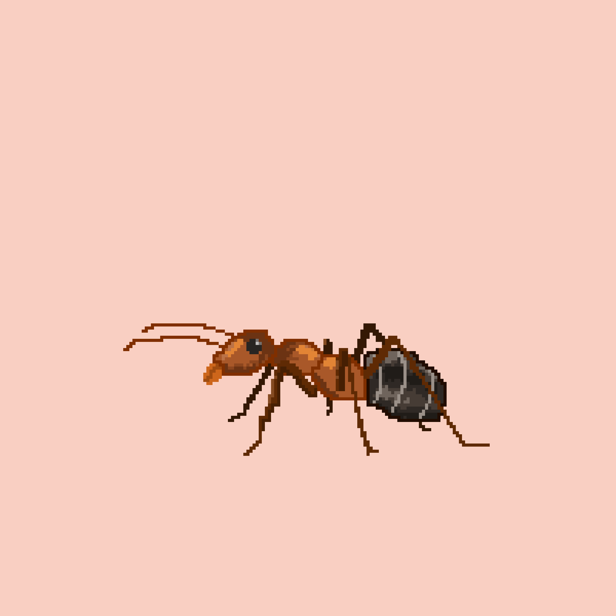 A Boring Ant