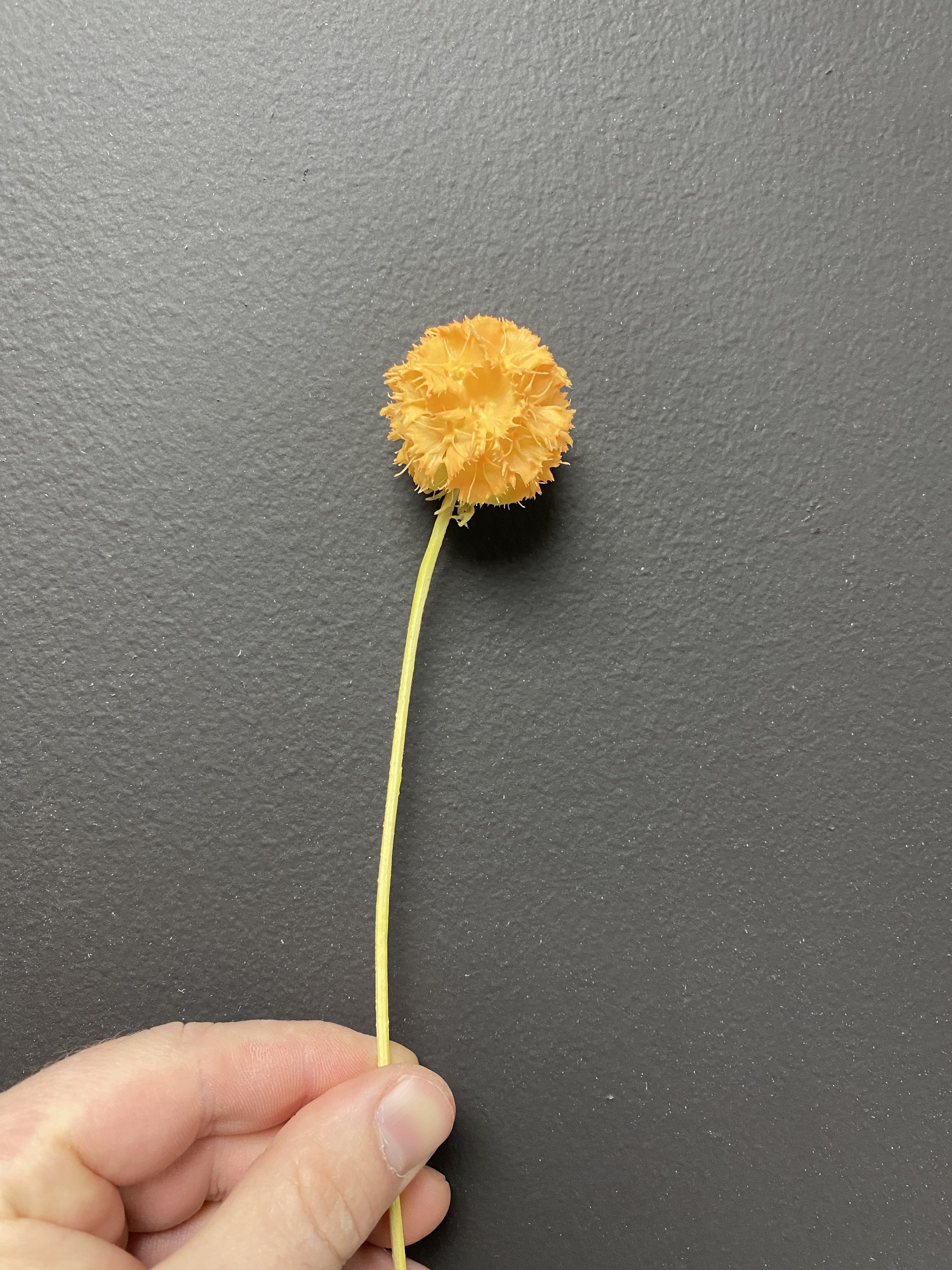 Moonbeam Flora Mac & cheese Scabiosa