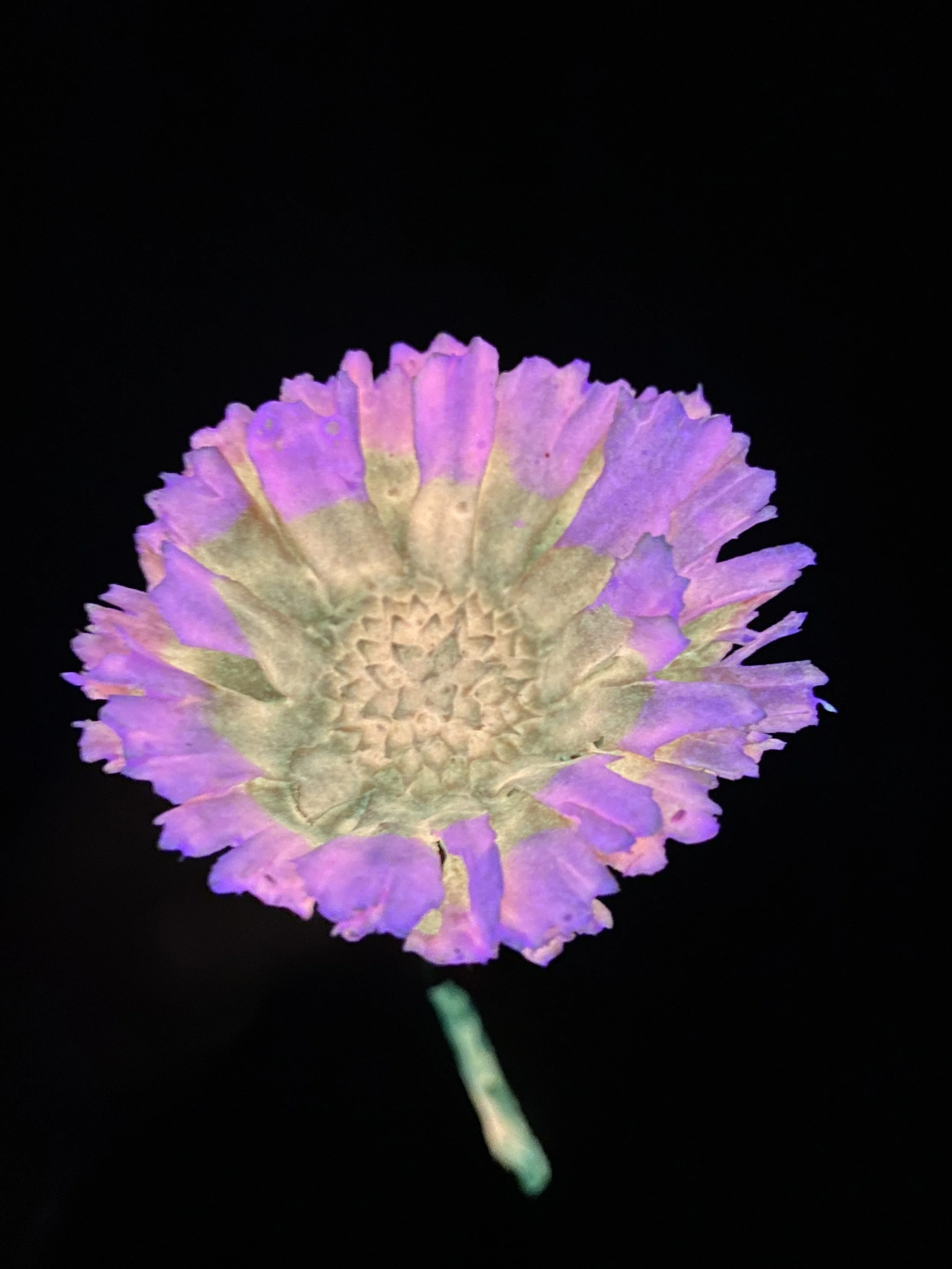 Moonbeam Flora rose gold protea