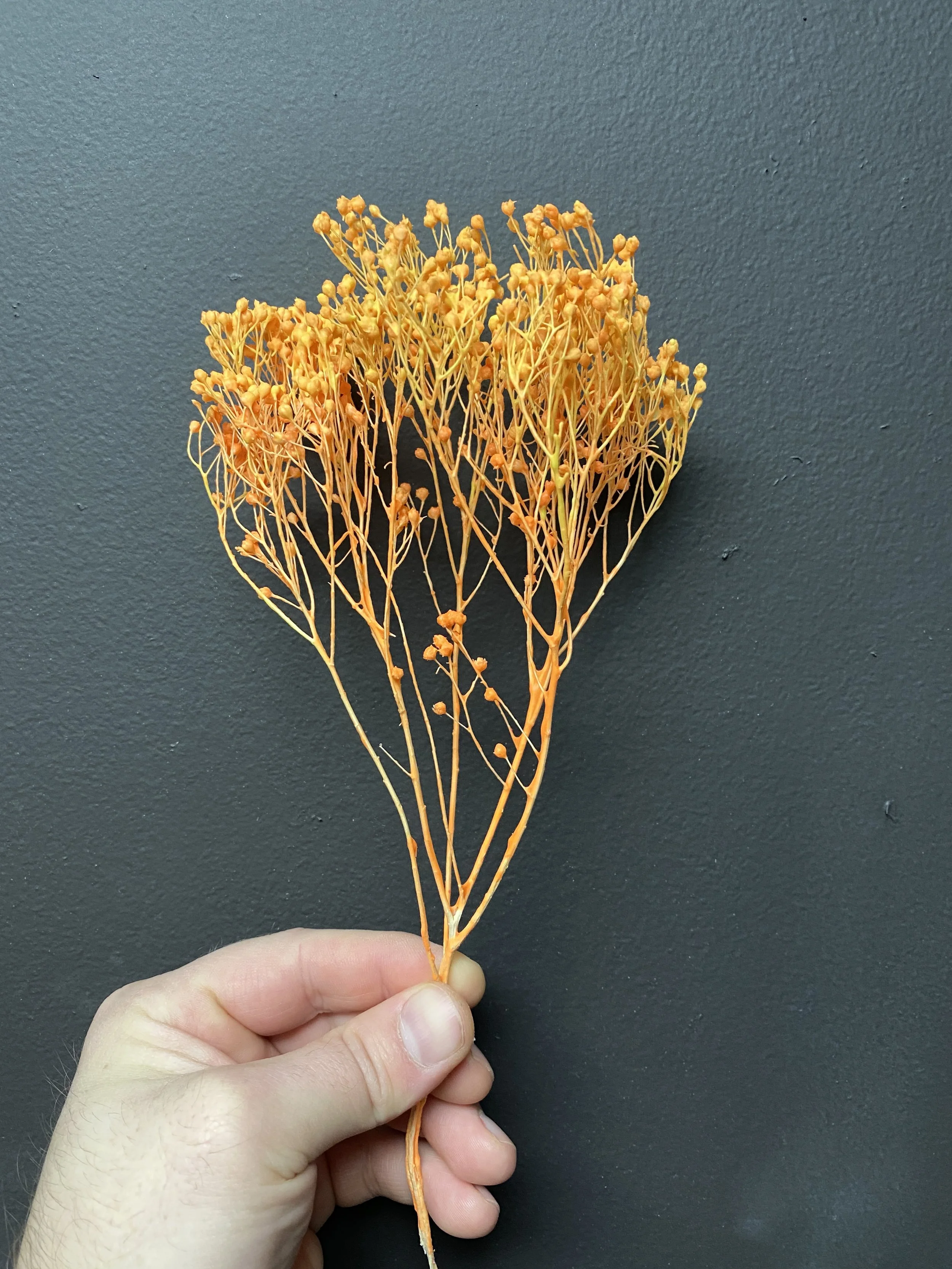 Moonbeam Flora fire babies breath