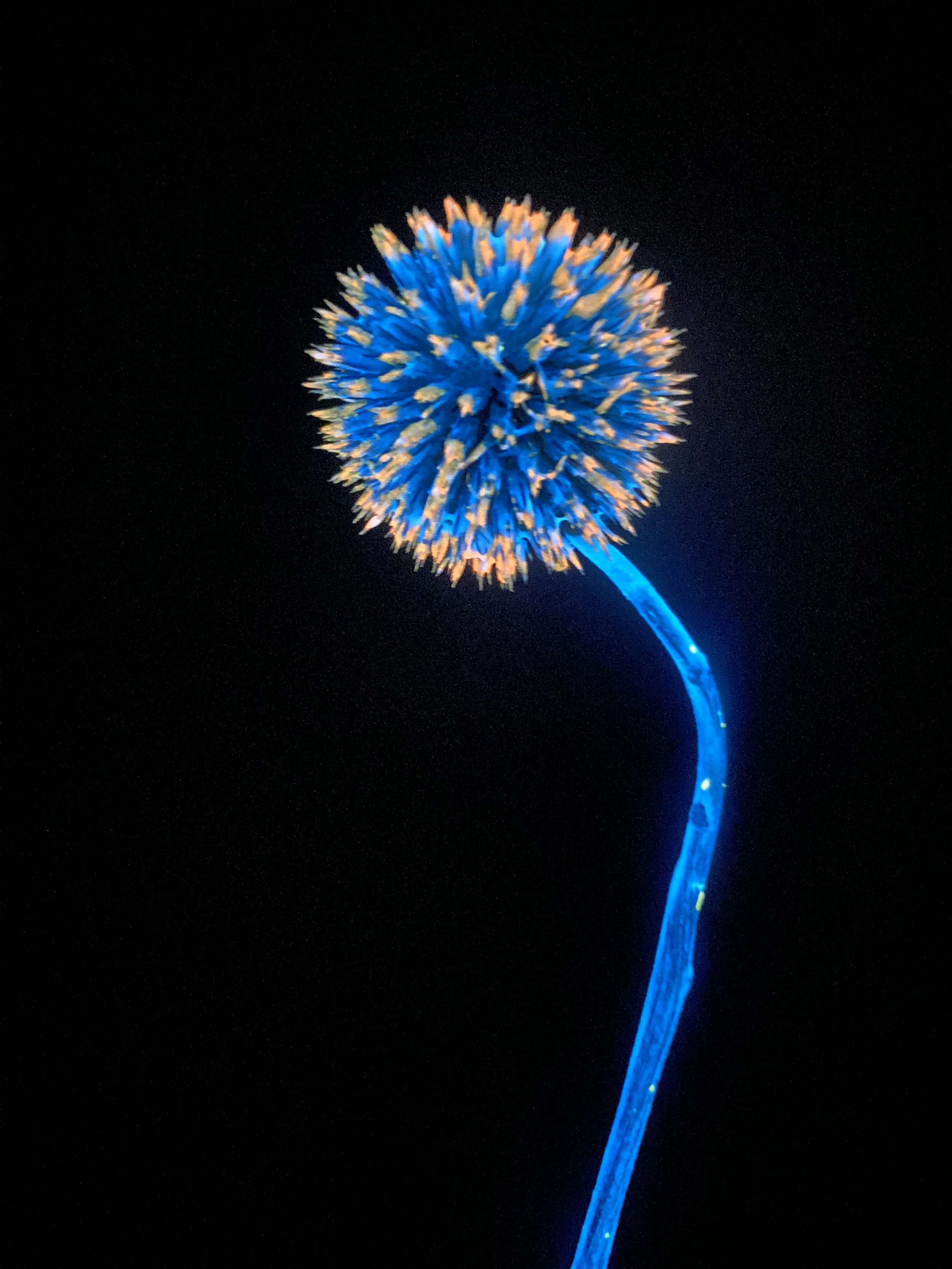 Moonbeam Flora Rose Gold Globe Thistle