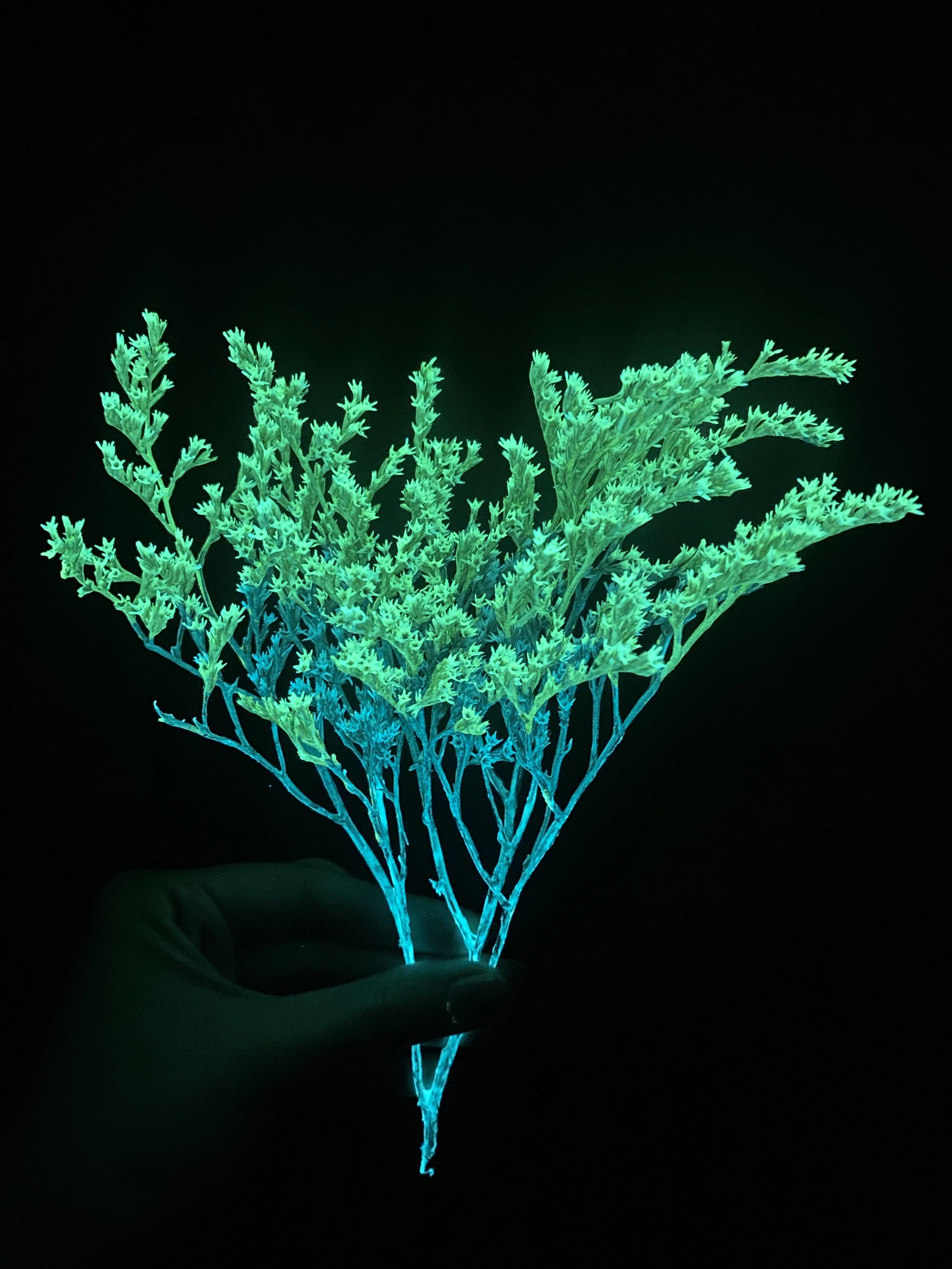 Moonbeam flora invisible teal and green statice (Copy)