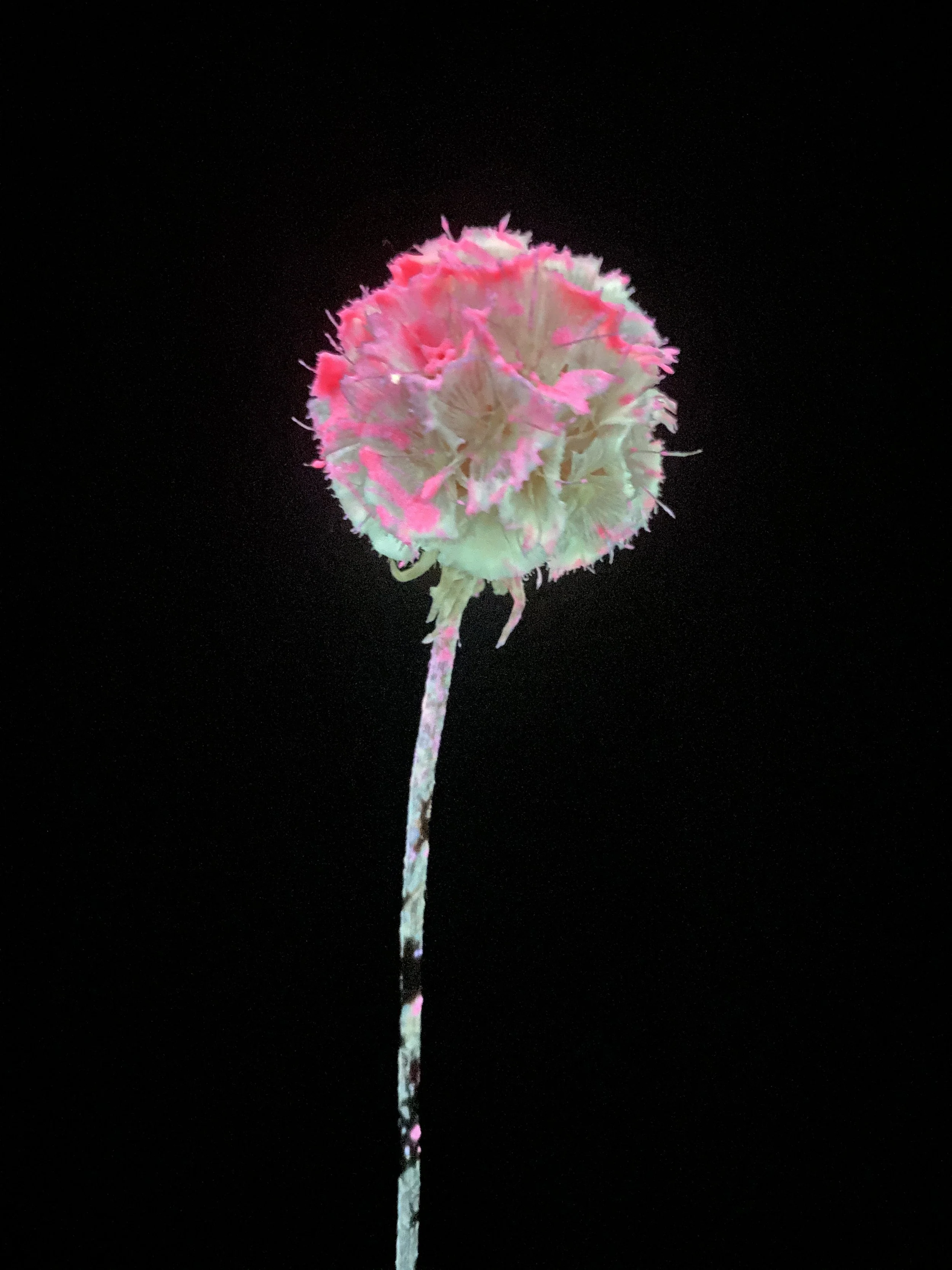 Photo Jan 20 2026, 2 48 47 PM.jpg