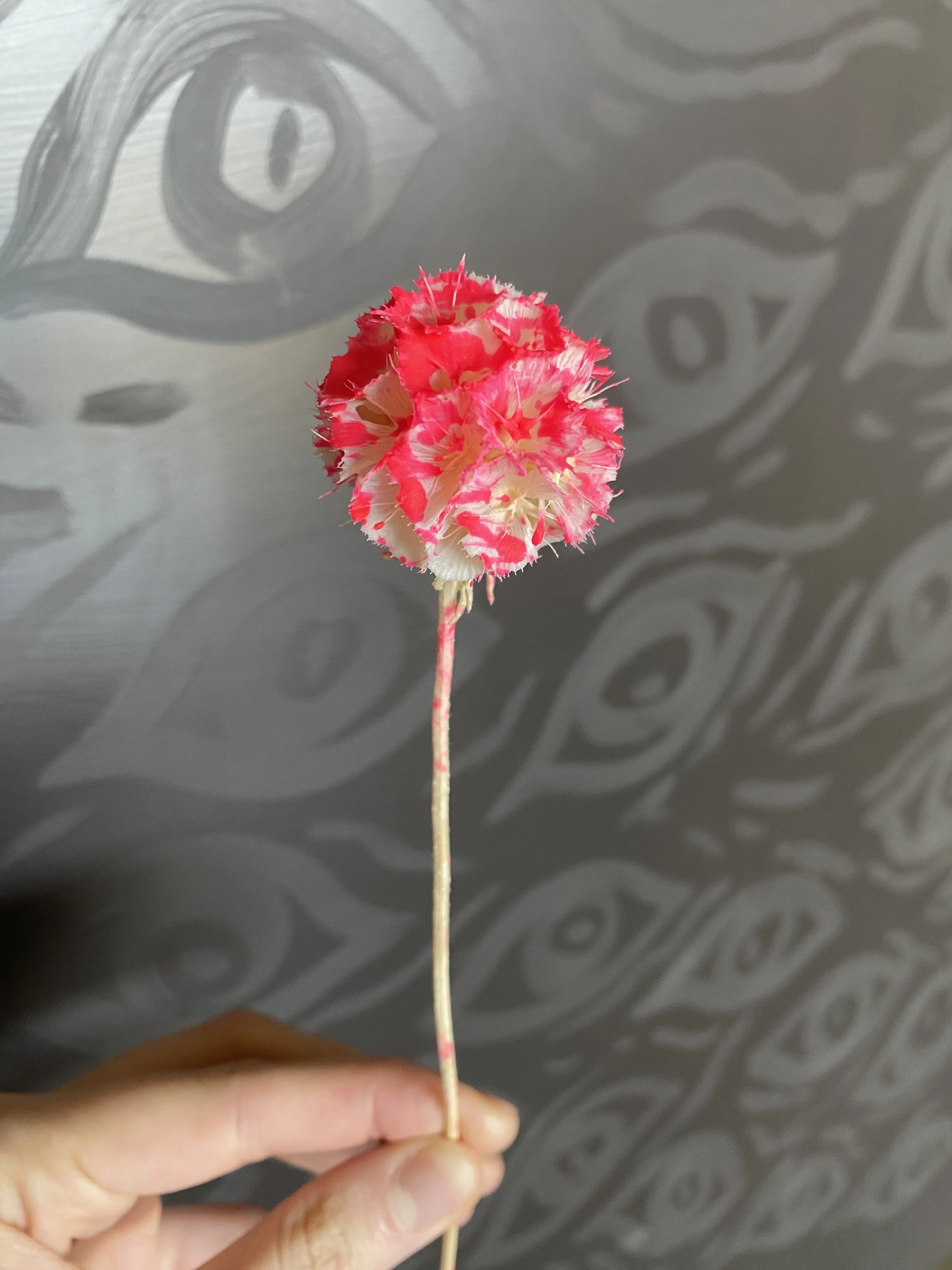 Moonbeam Flora Pink Speckle Scabiosa