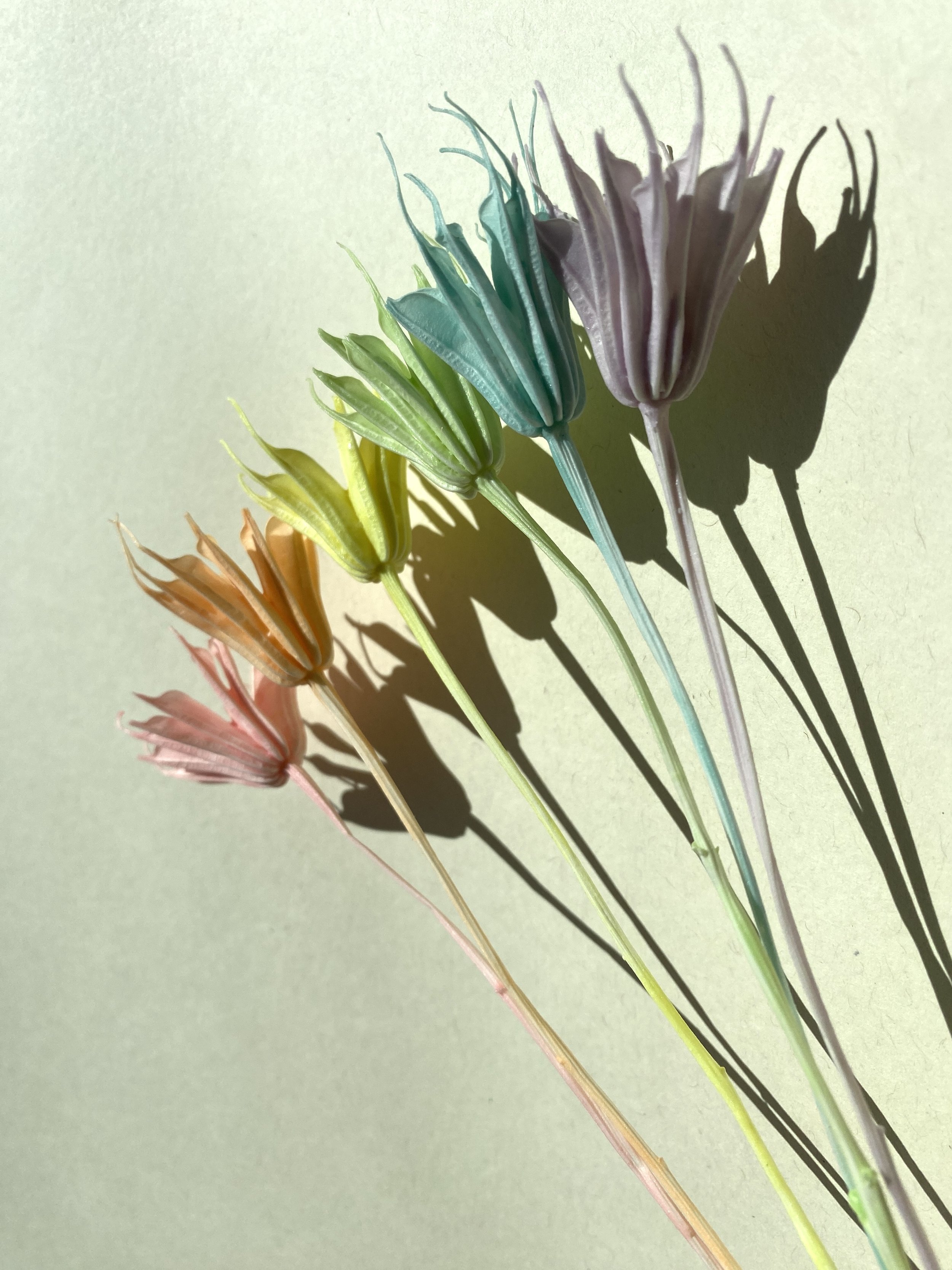 Moonbeam Flora Rainbow Nigella Bundle