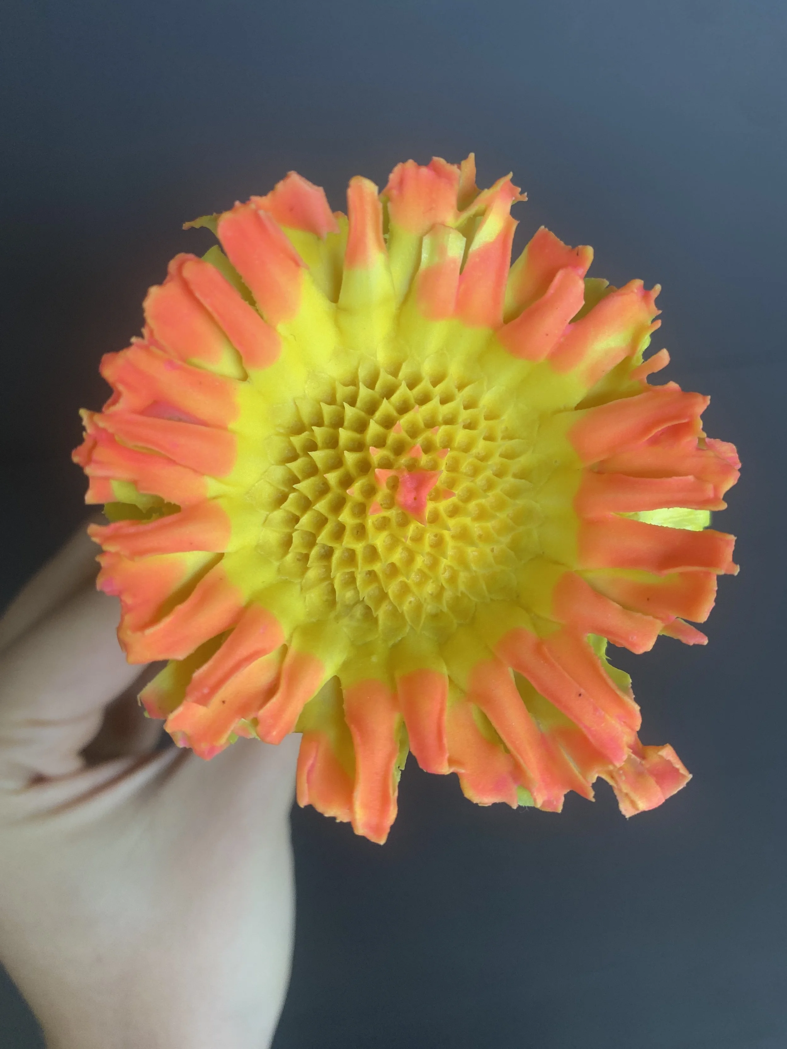 Moonbeam Flora Yellow Protea with Pink Rims