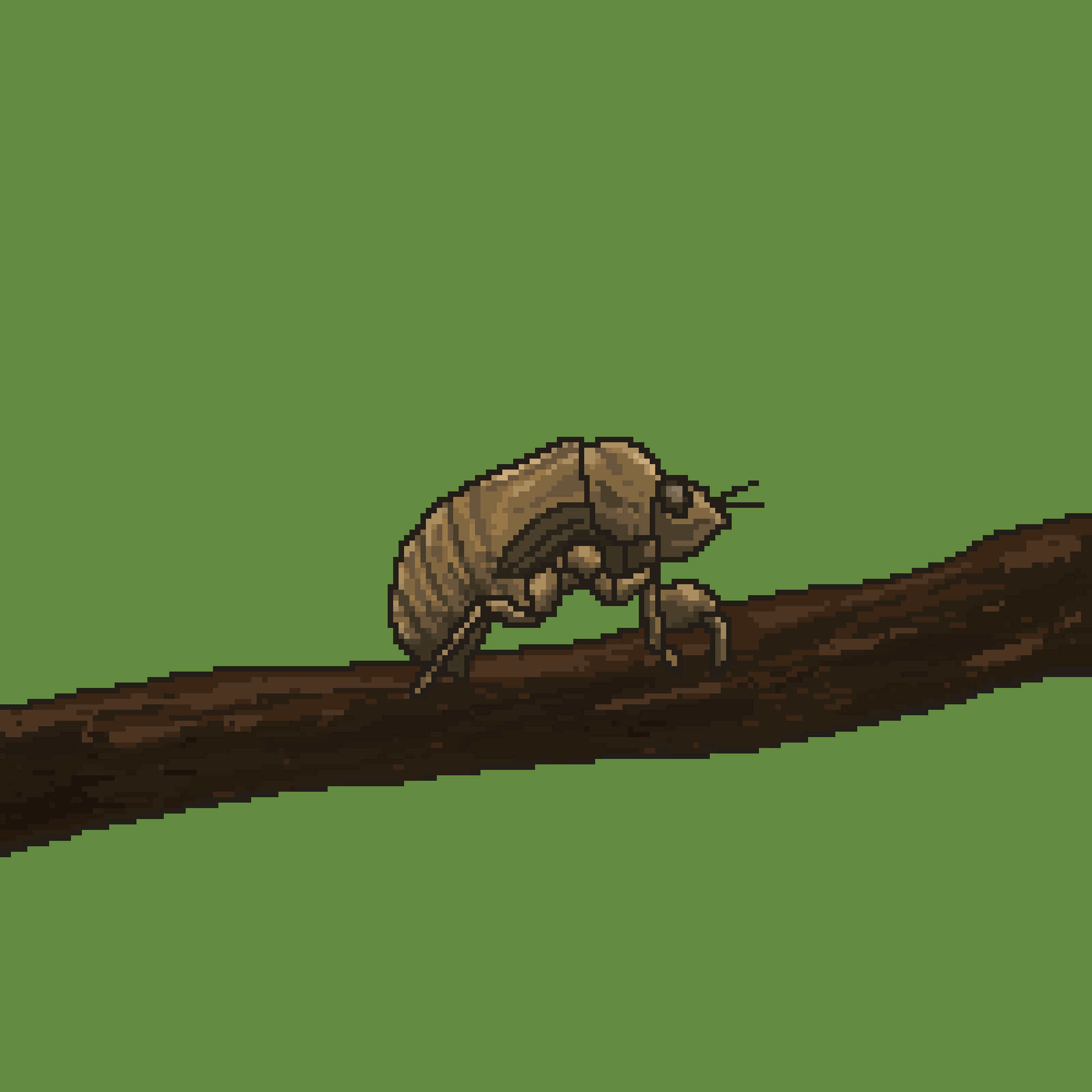 A Boring cicada