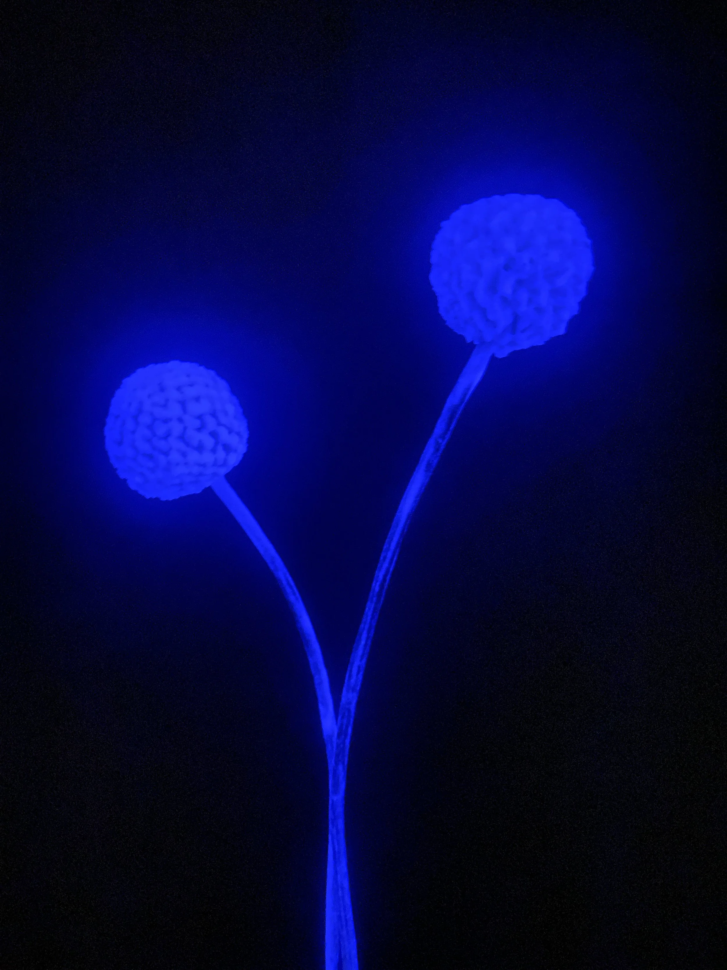 Moonbeam Flora Invisible Purple Billy Ball DUO