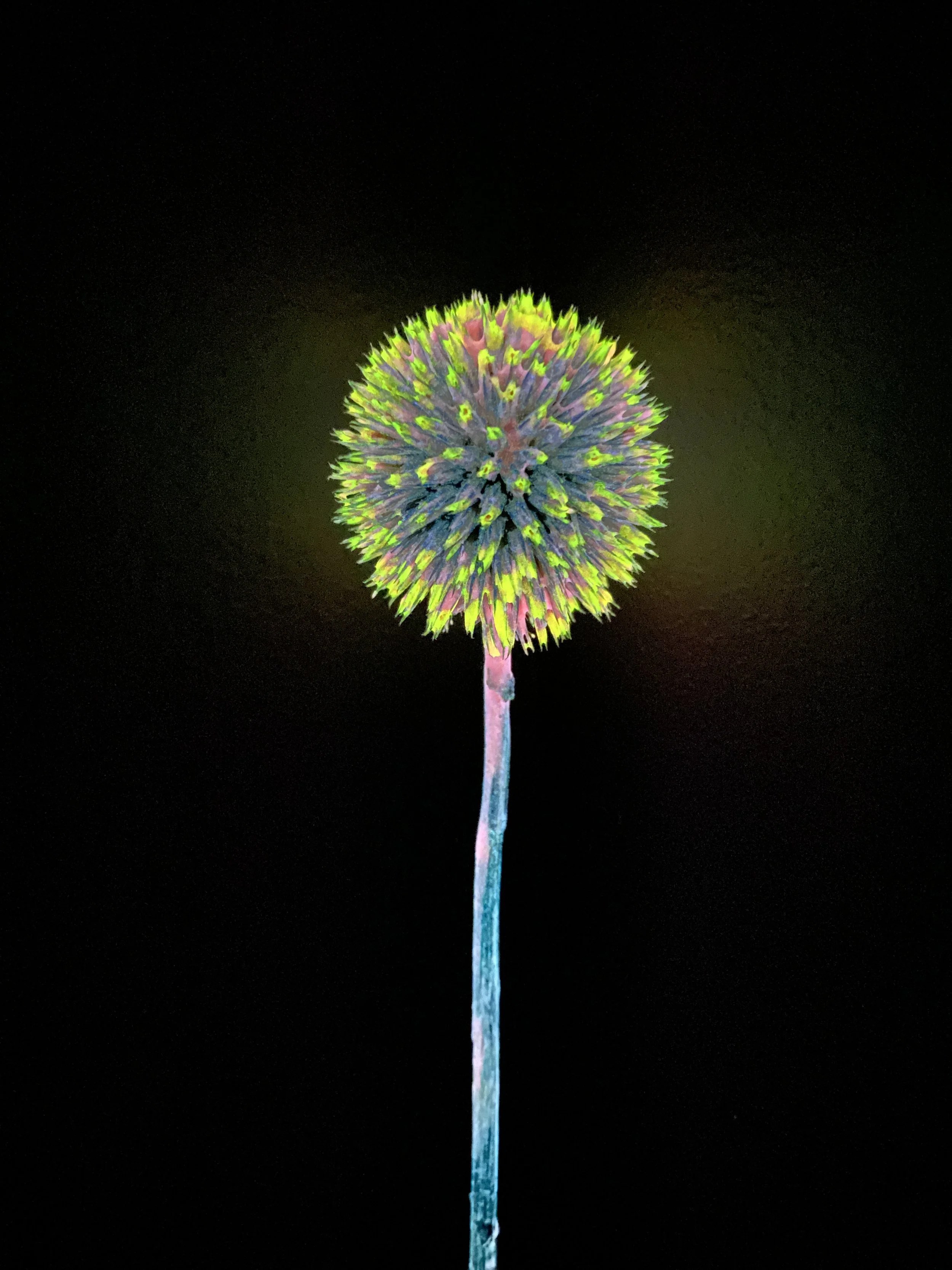 Moonbeam Flora Cyberpunk and Yellow Globe Thistle