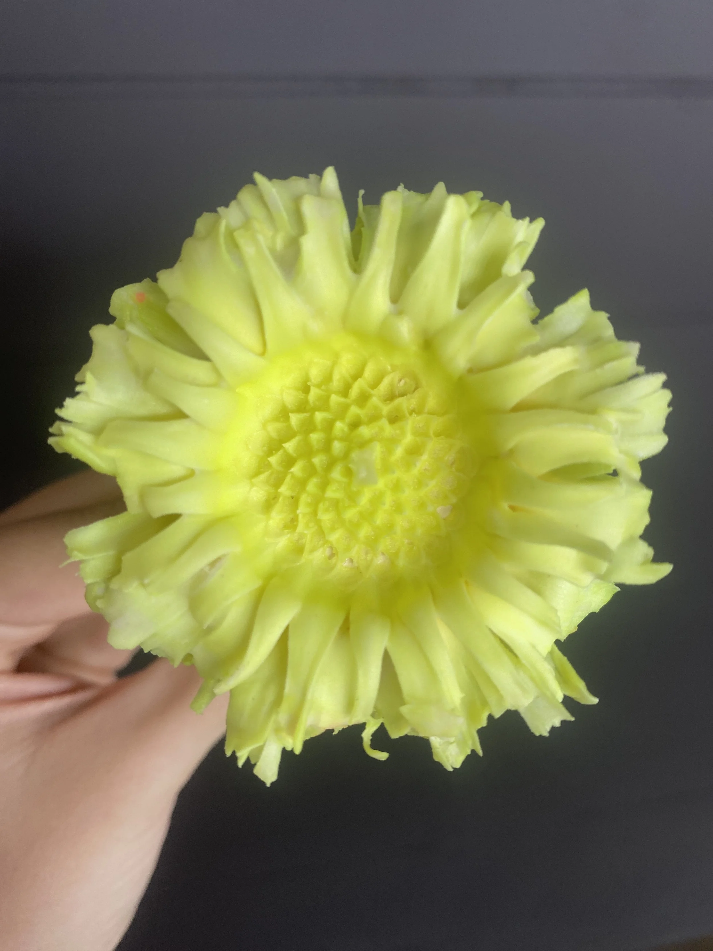 Moonbeam Flora Yellow Protea with Invisible Teal Rims