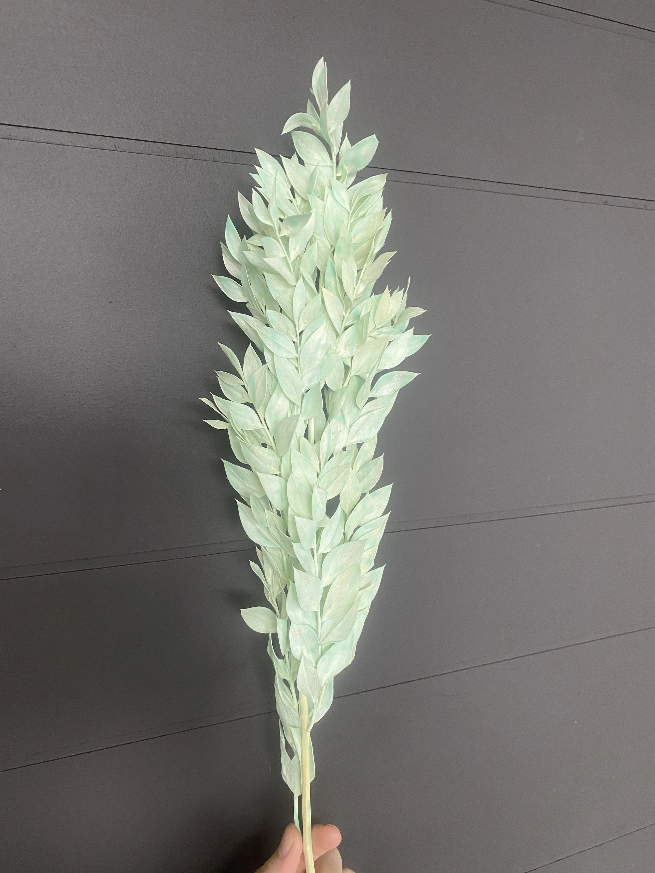 Moonbeam Flora Mist Ruscus