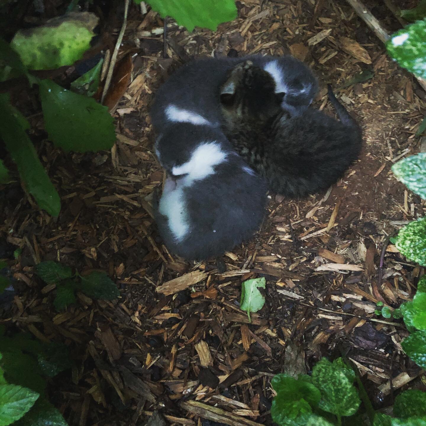 First kittens on the Haven☺️