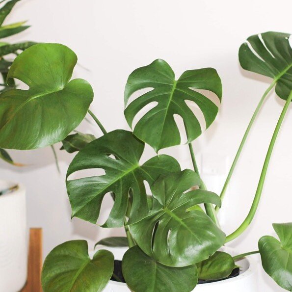 There are a lot of advantages regarding keeping Monstera Deliciosa:

The most important benefit? ...
It can purify the air and is useful in humidifying air conditions. Its fruit is full of vitamin C, proteins, some vitamin B, calcium, phosphorous and