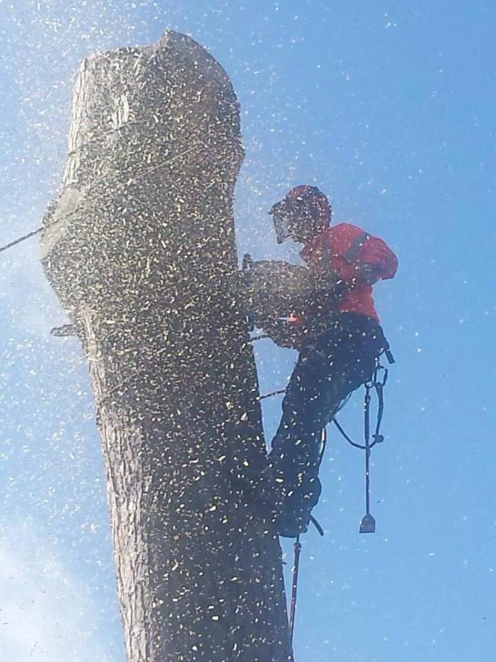 RTS team performing a professional tree removal in a residential garden in Renfrewshire