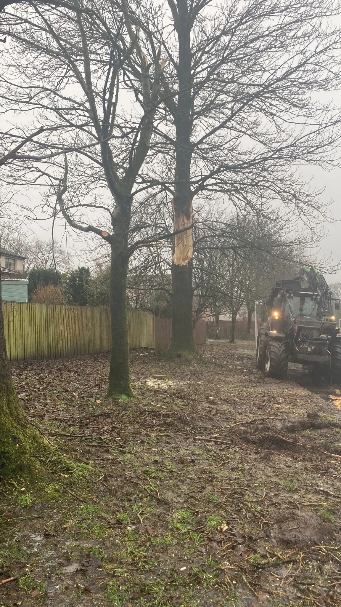 Storm Damaged tree in Paisley