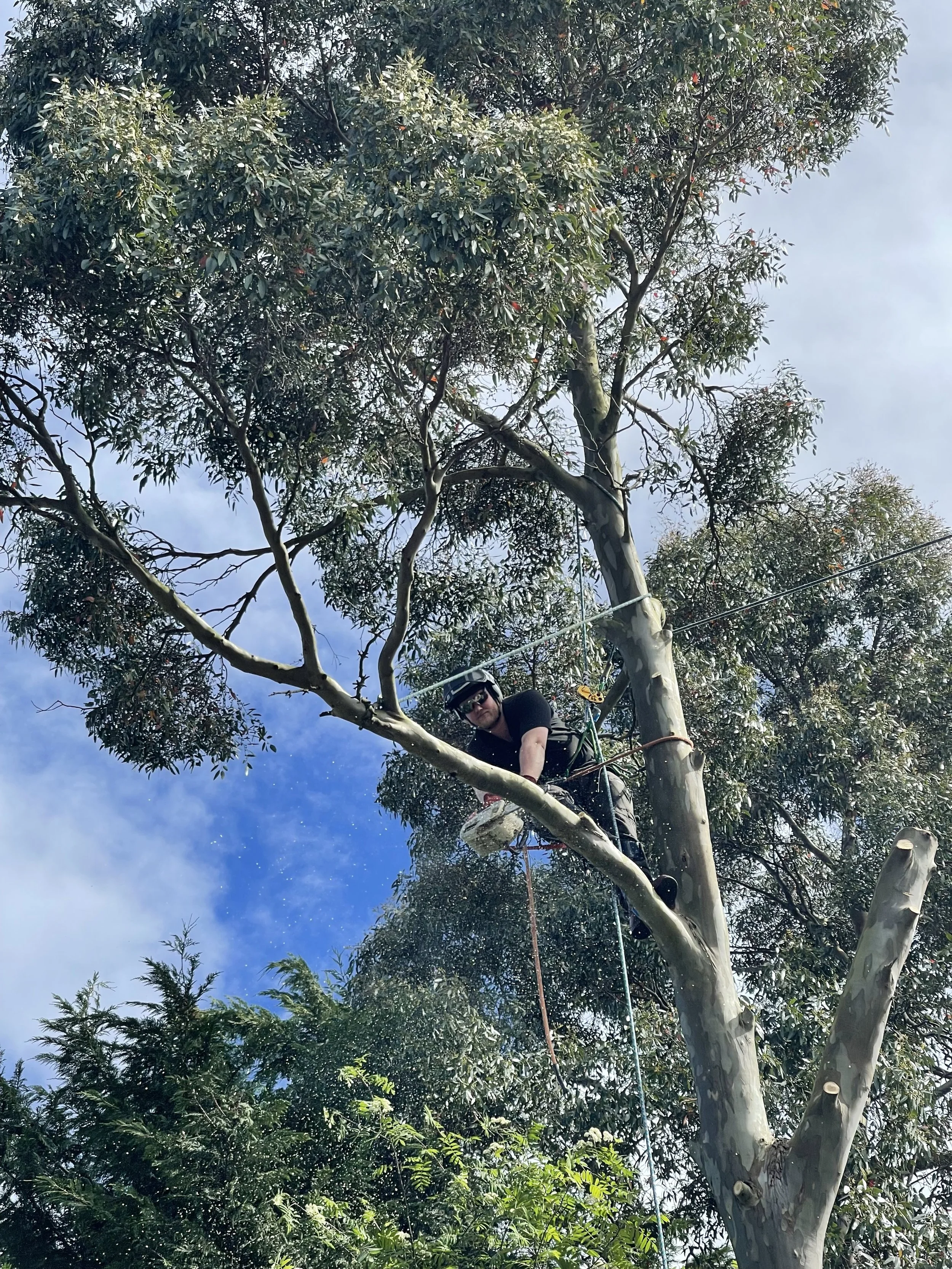 Emergency tree dismantling in Paisley