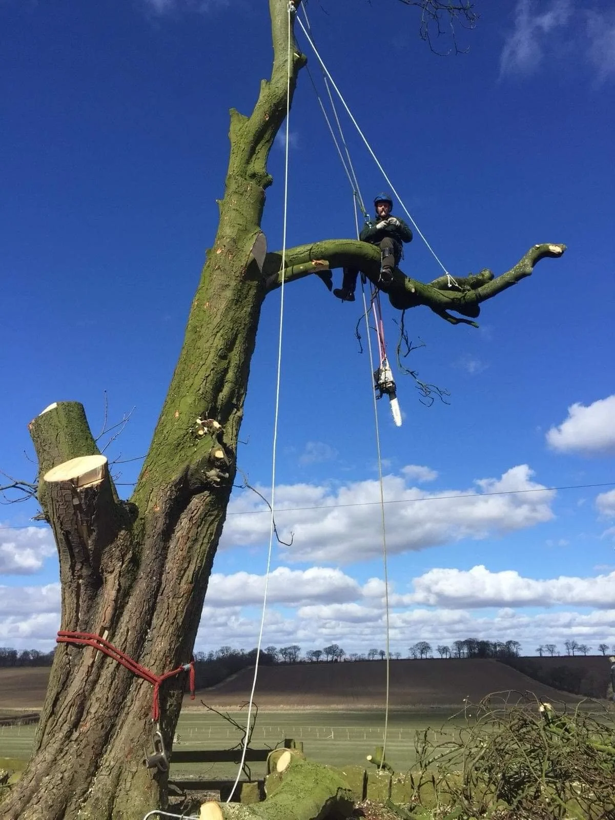 Professional tree removal work in Renfrewshire