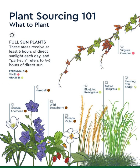 Seed packet graphic (source: Northcrest Developments)