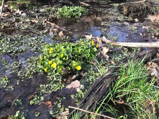 Smalls Cr marsh marigolds.jpeg