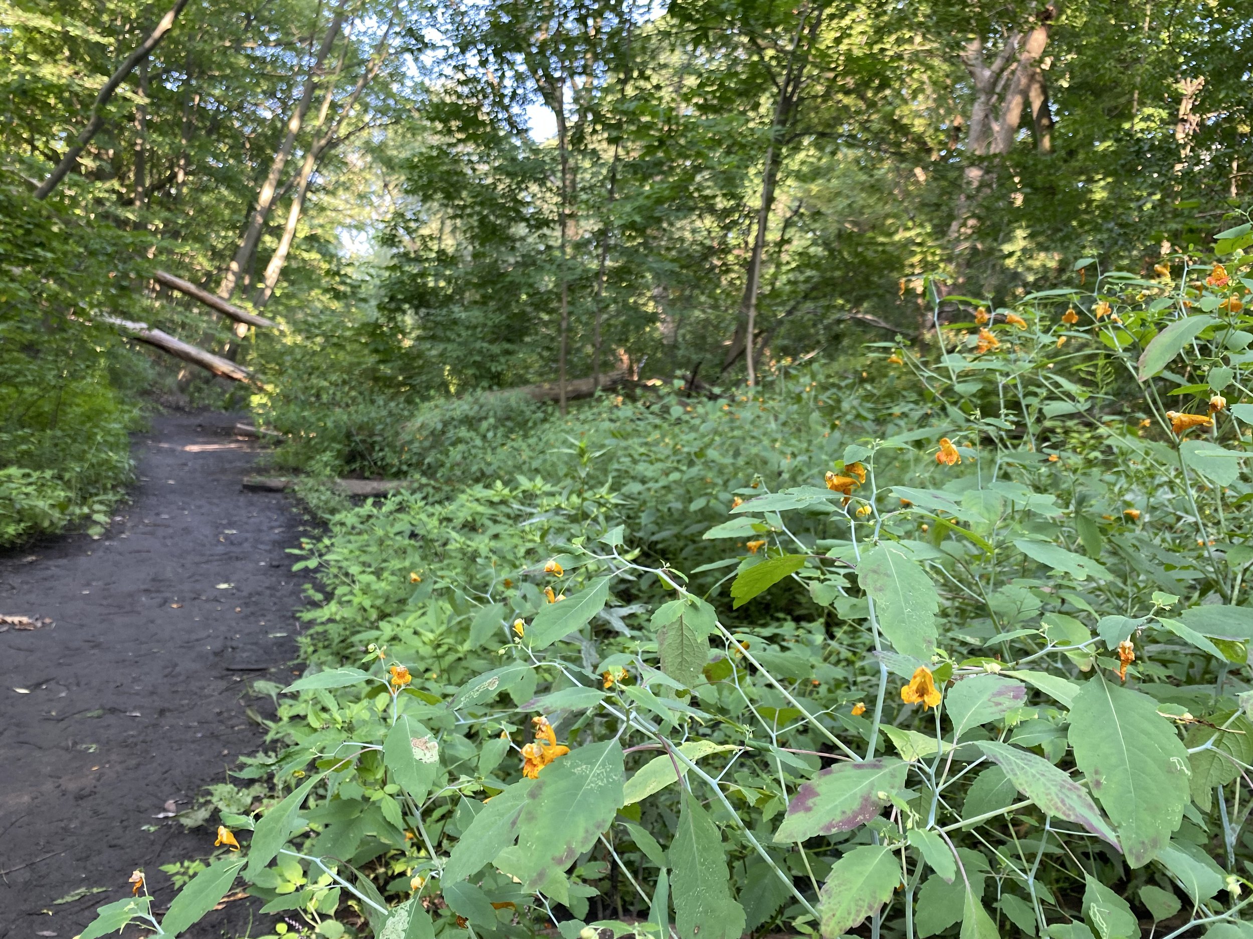 Jewelweed - wetland.jpeg