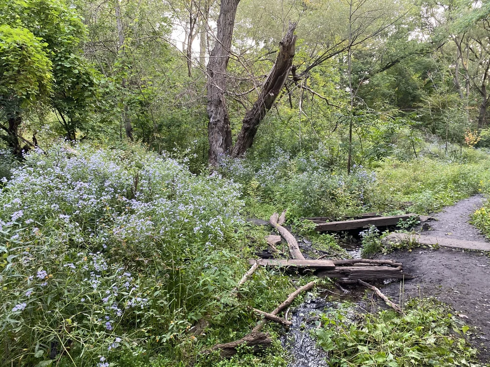 asters wetland summer.jpeg