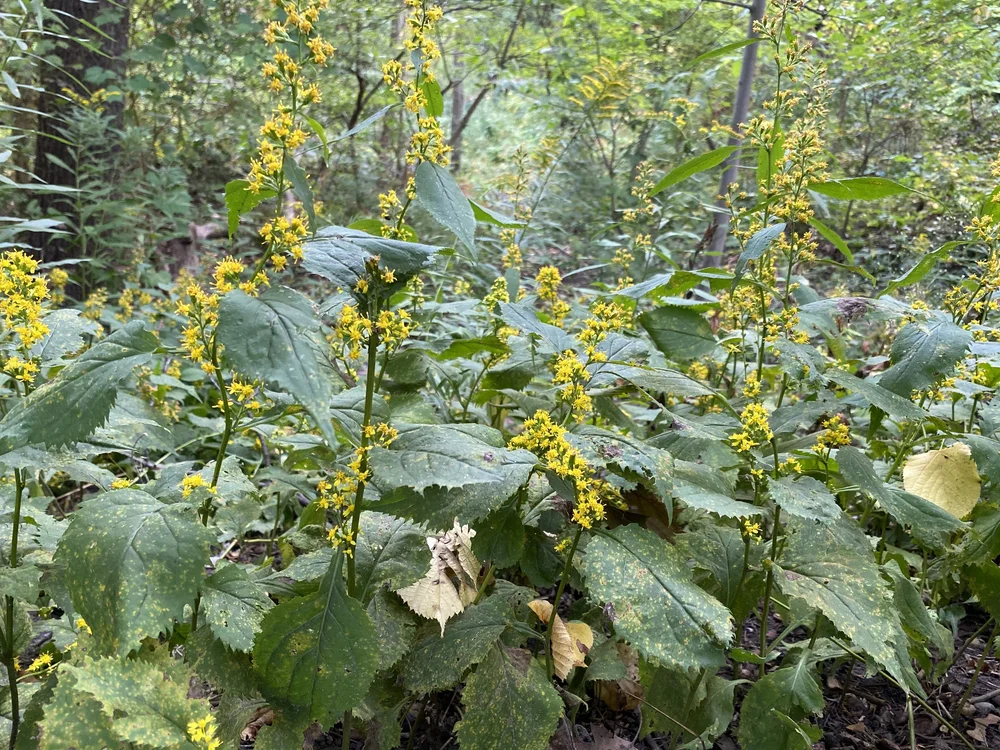 zigzag goldenrod to id.jpeg