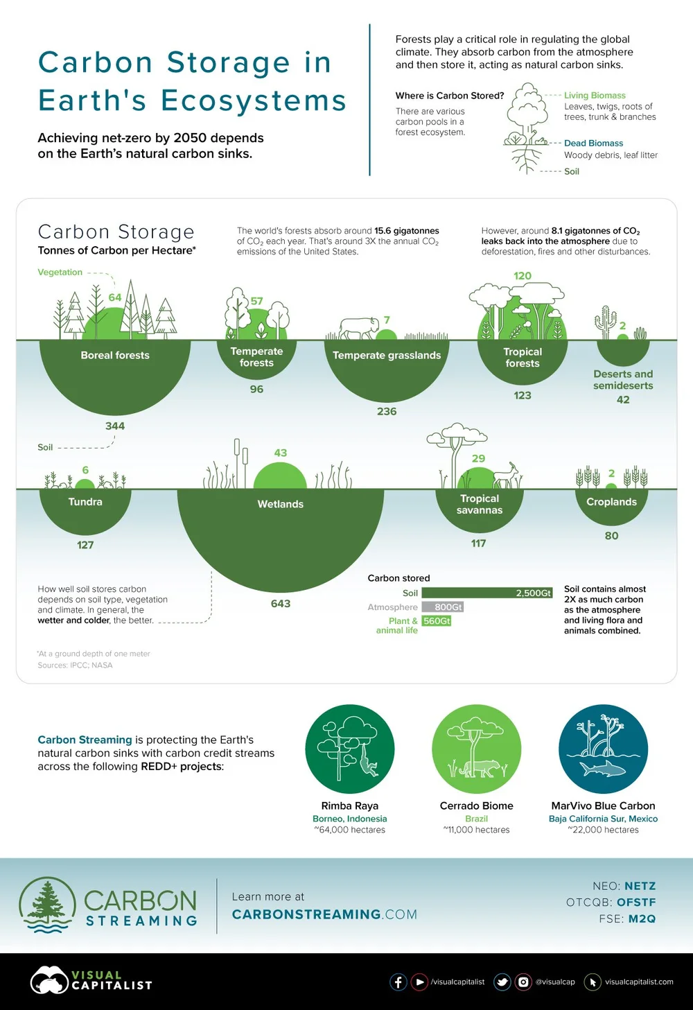 Carbon-Sequestration-Of-A-Tree-v7.jpeg