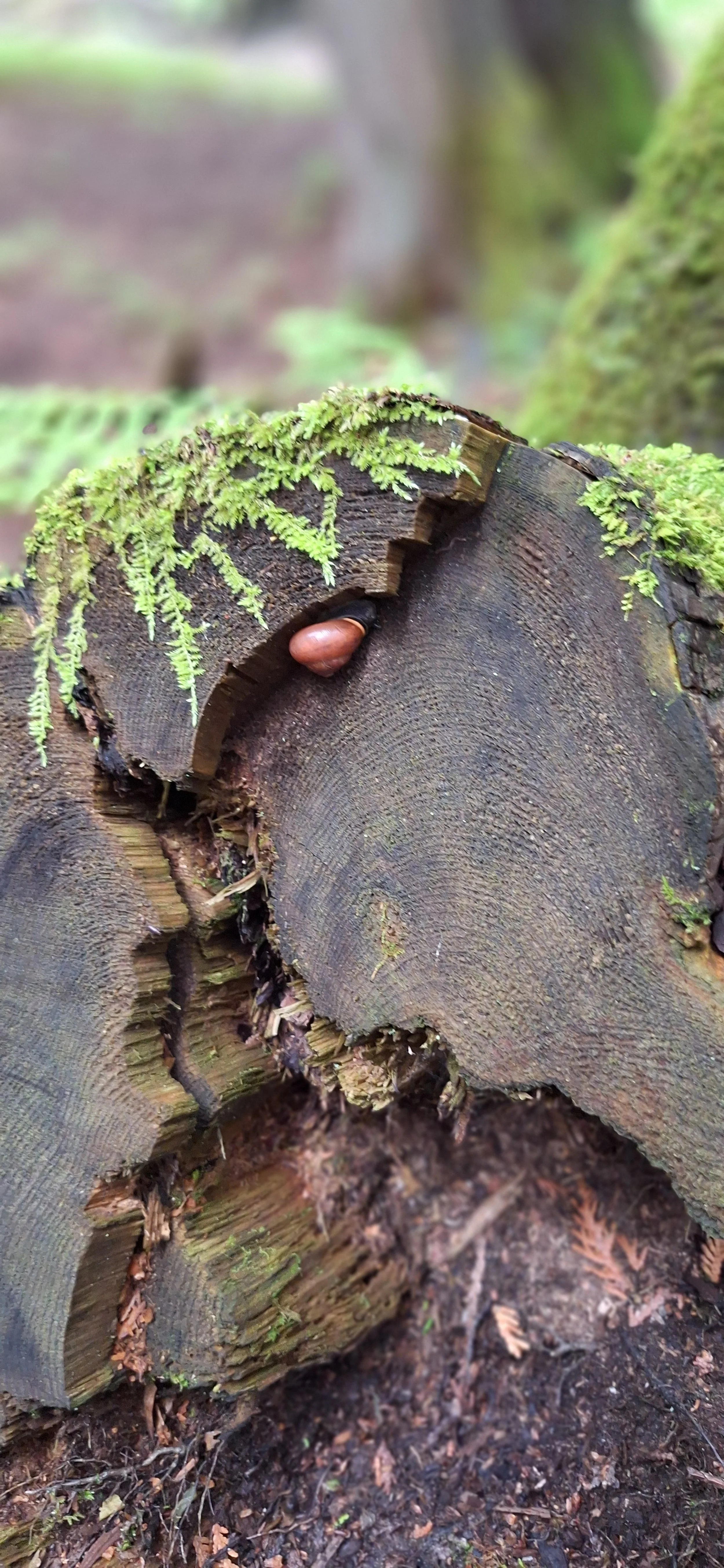 great pic of brown snail.jpg