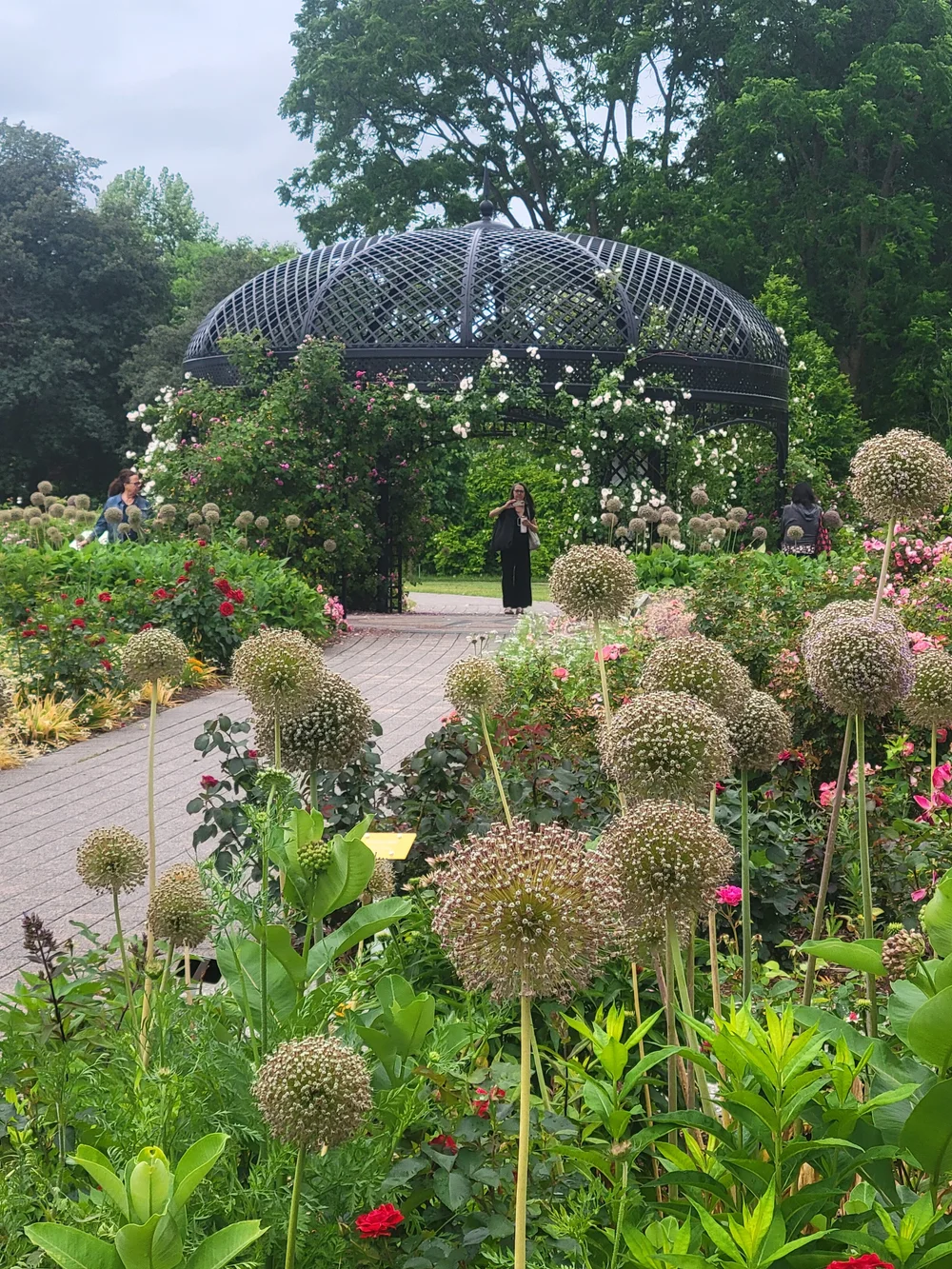 RBG Sheila in the trellis.jpg