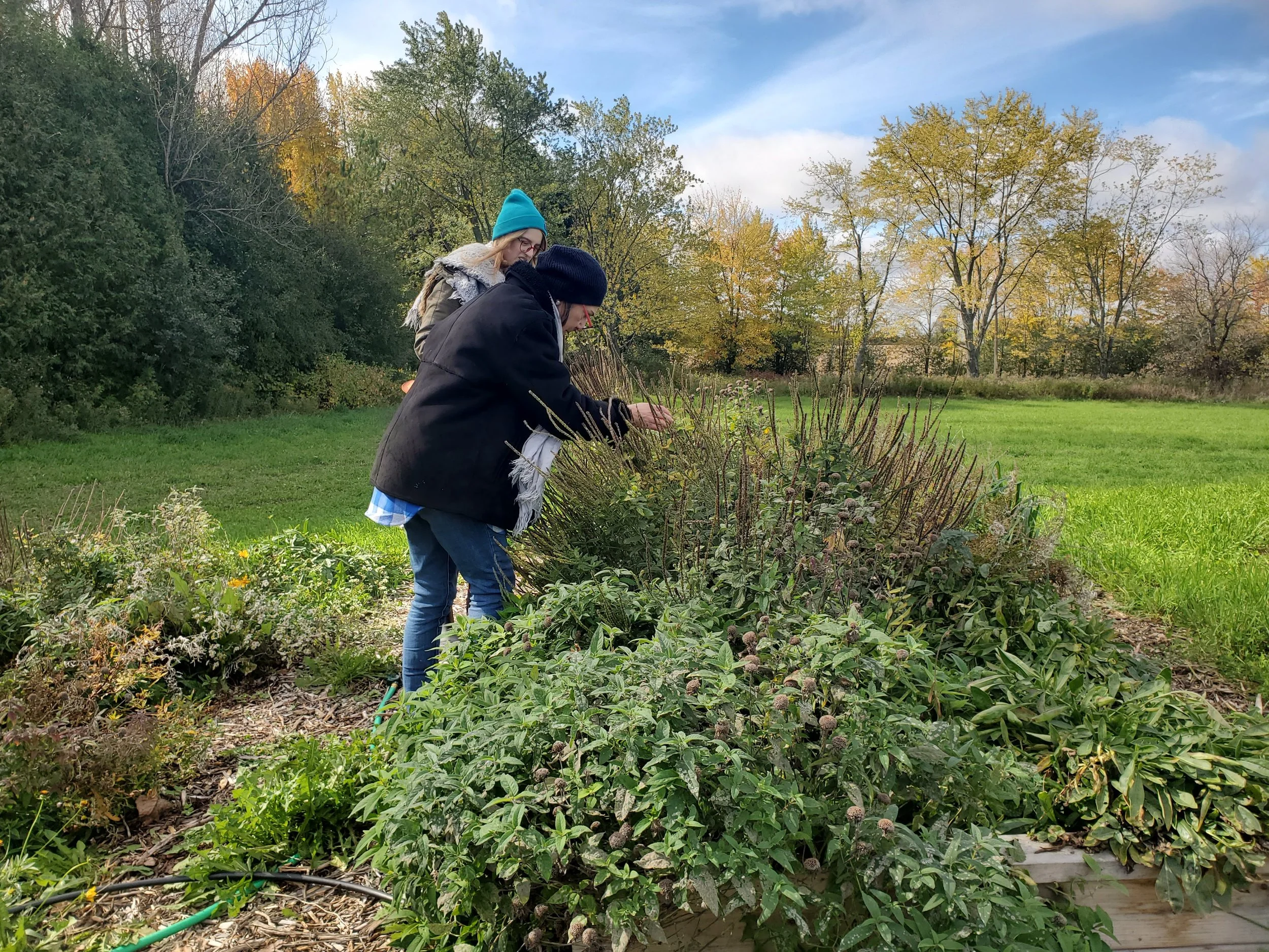 Seed Forest Plantings