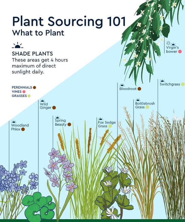 Seed packet graphic (source: Northcrest Developments)