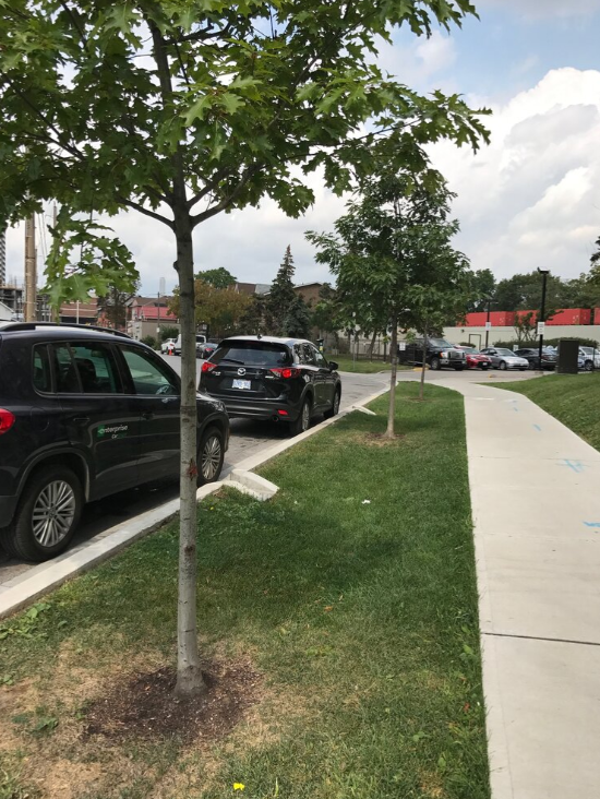 Tree planting along sidewalk by SpruceLab